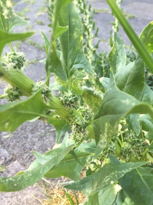 Spinach