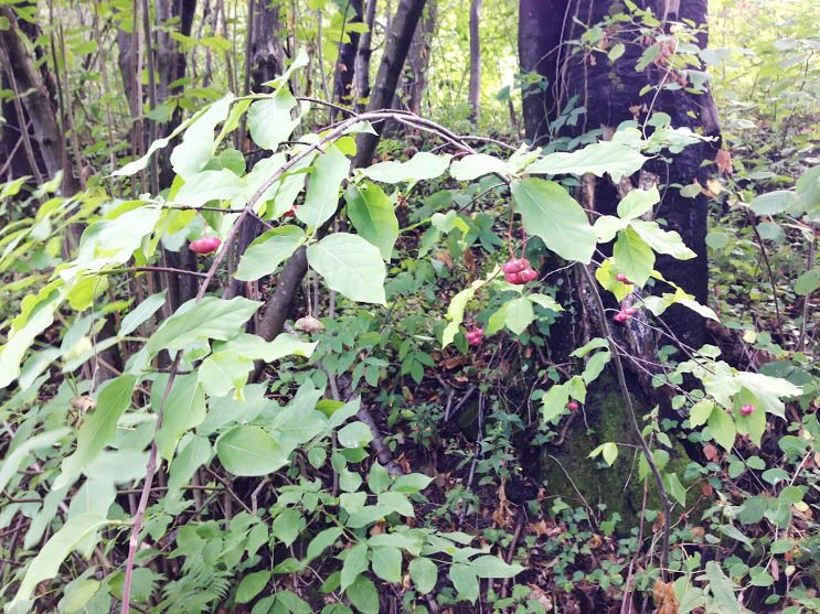 Spindle (European spindle)