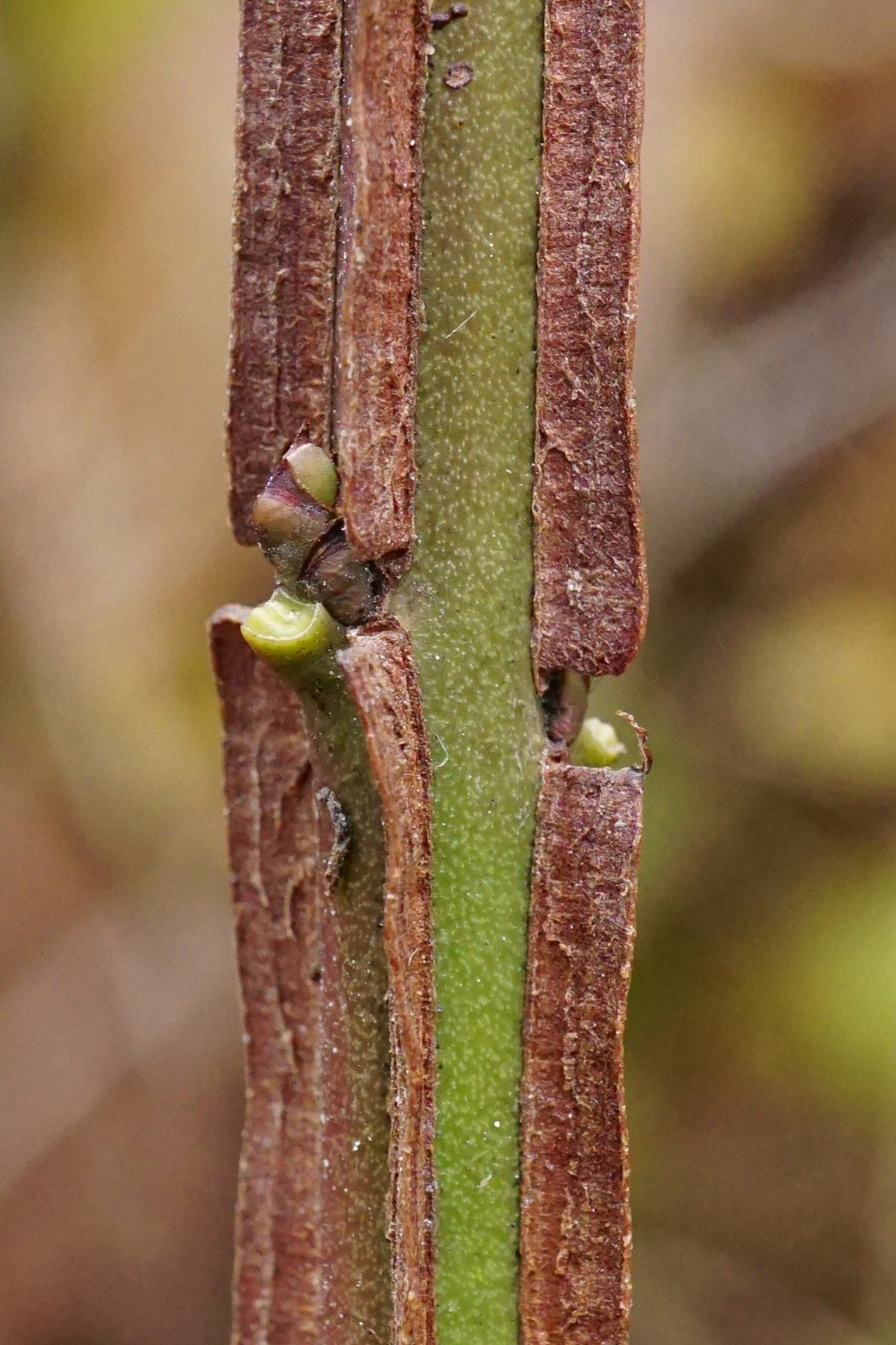 Spindle (European spindle)