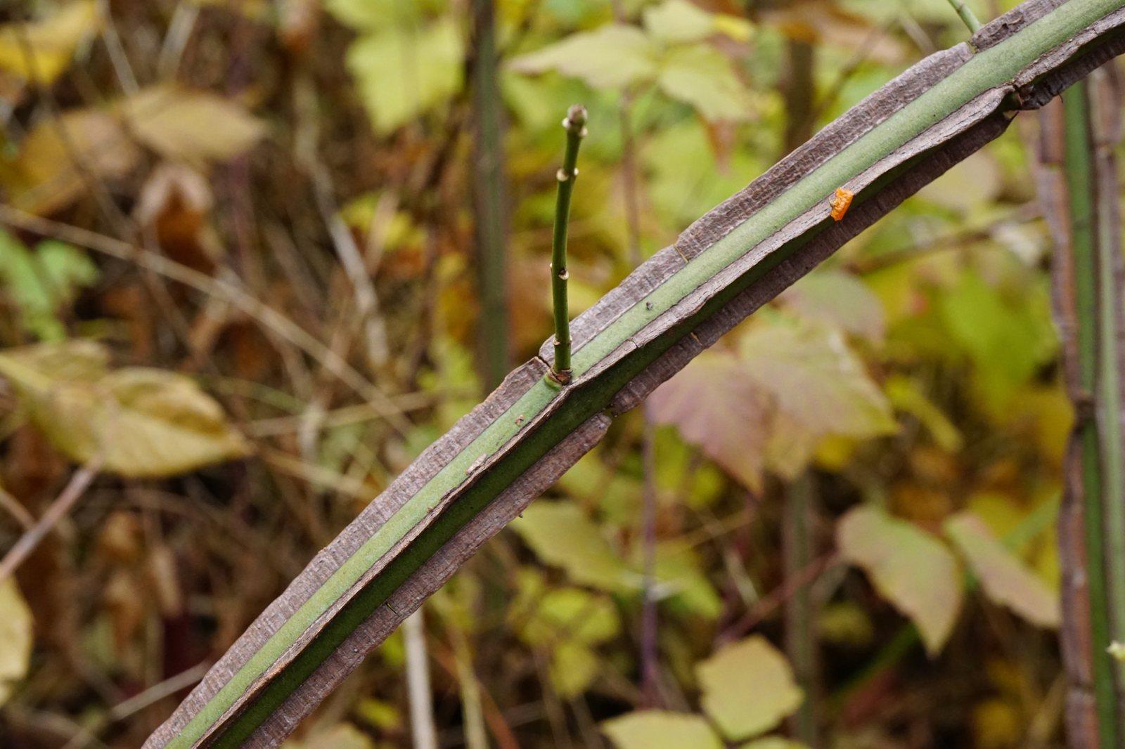 Spindle (European spindle)