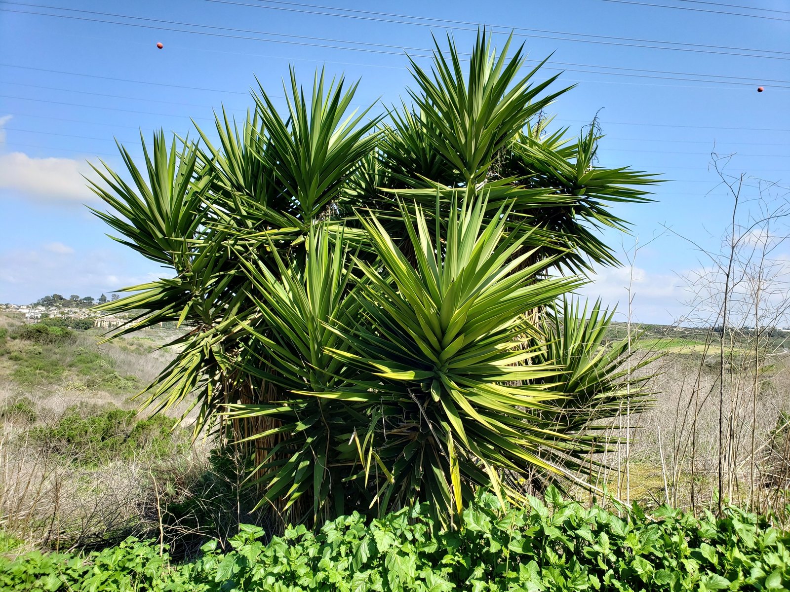 Spineless yucca