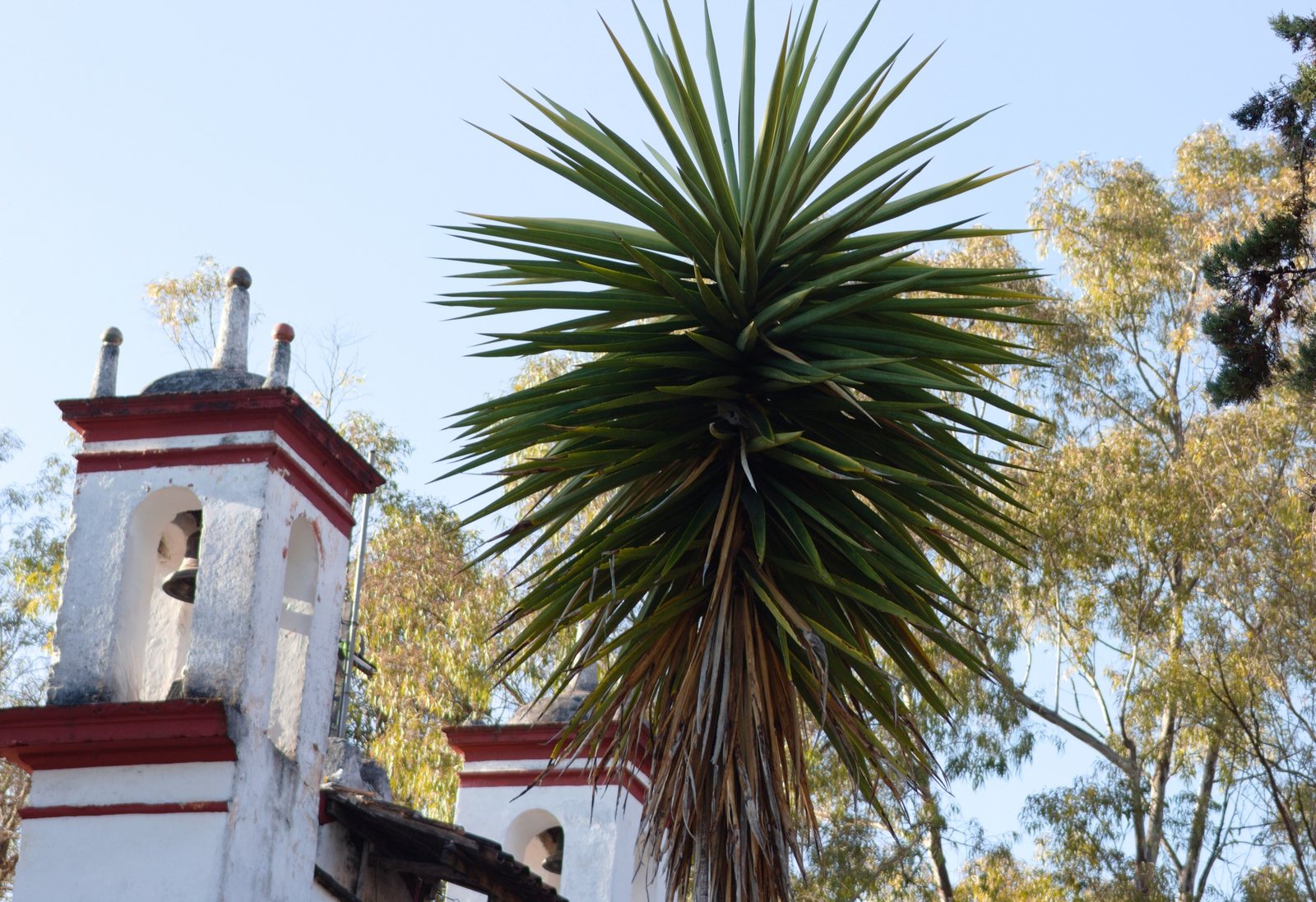 Spineless yucca