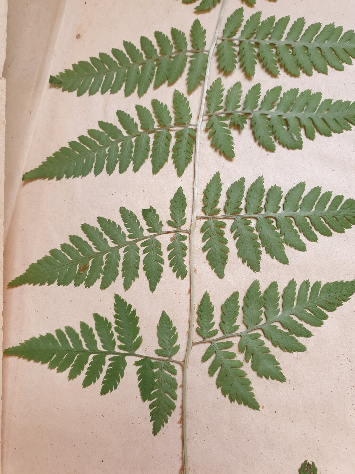 Spinulose wood fern