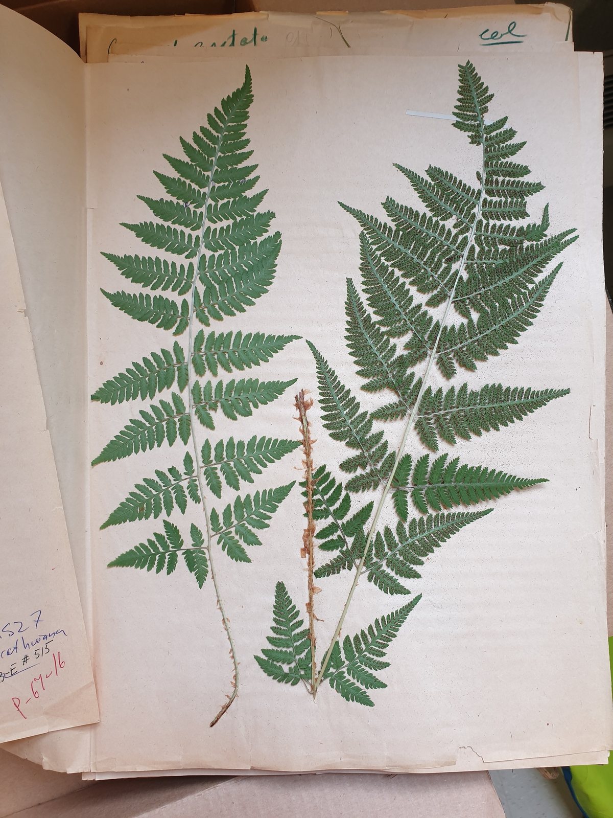 Spinulose wood fern
