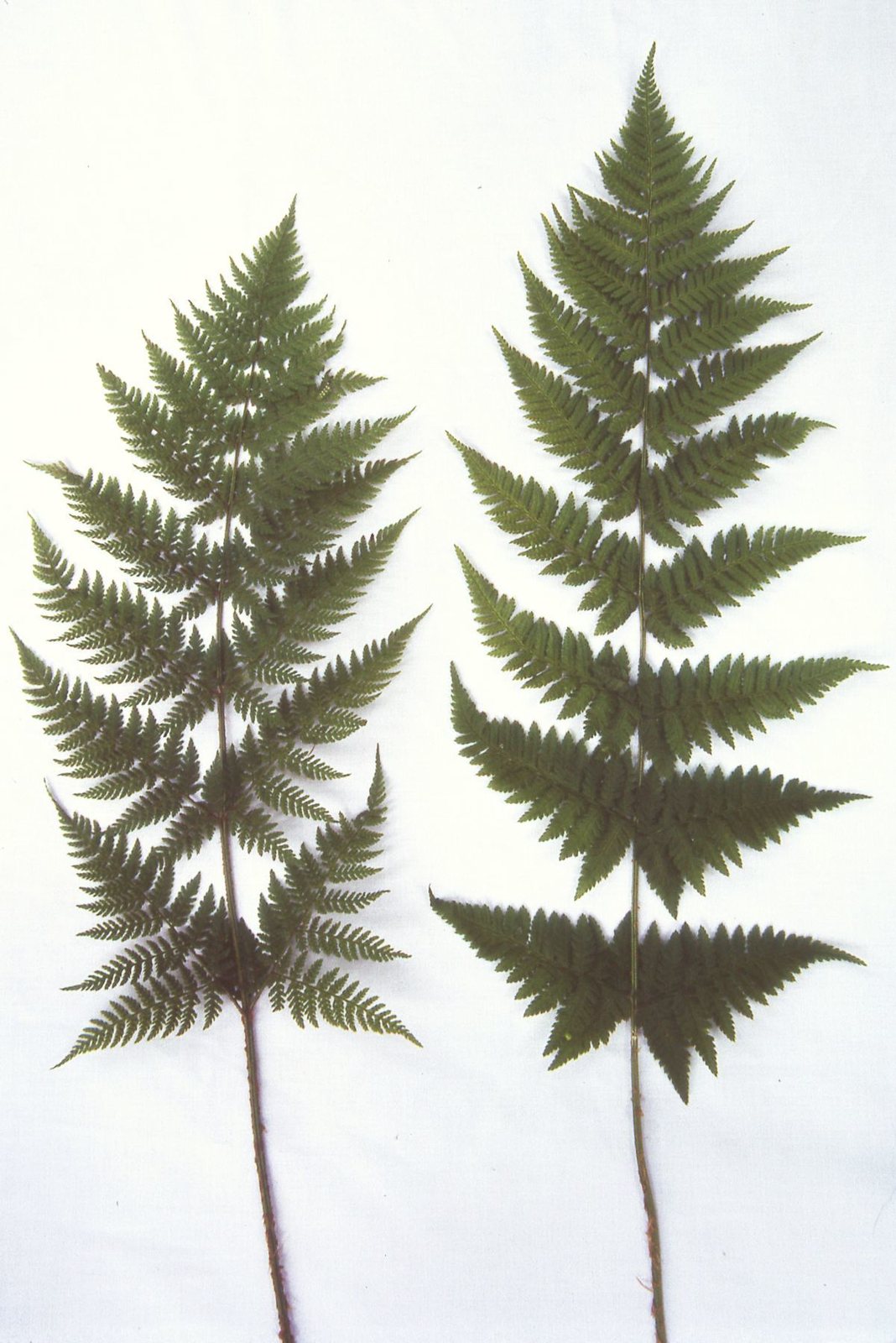 Spinulose wood fern