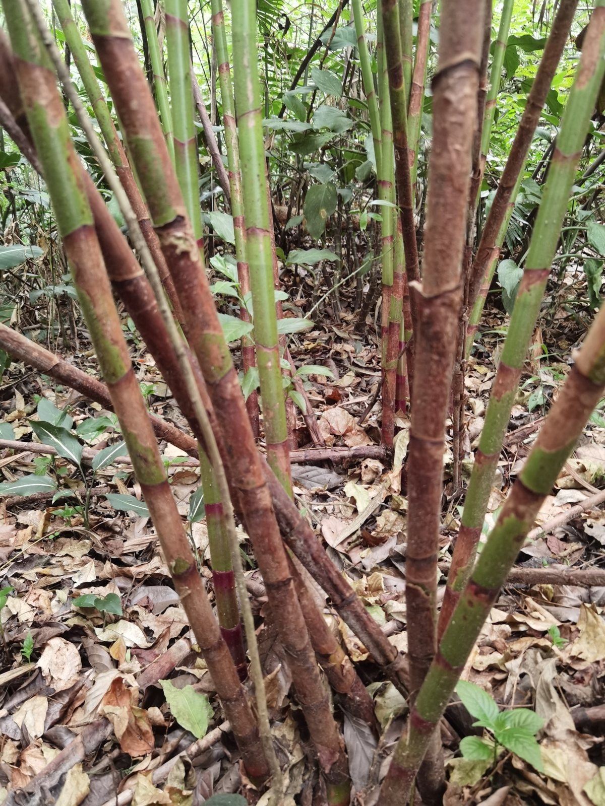 Spiral ginger