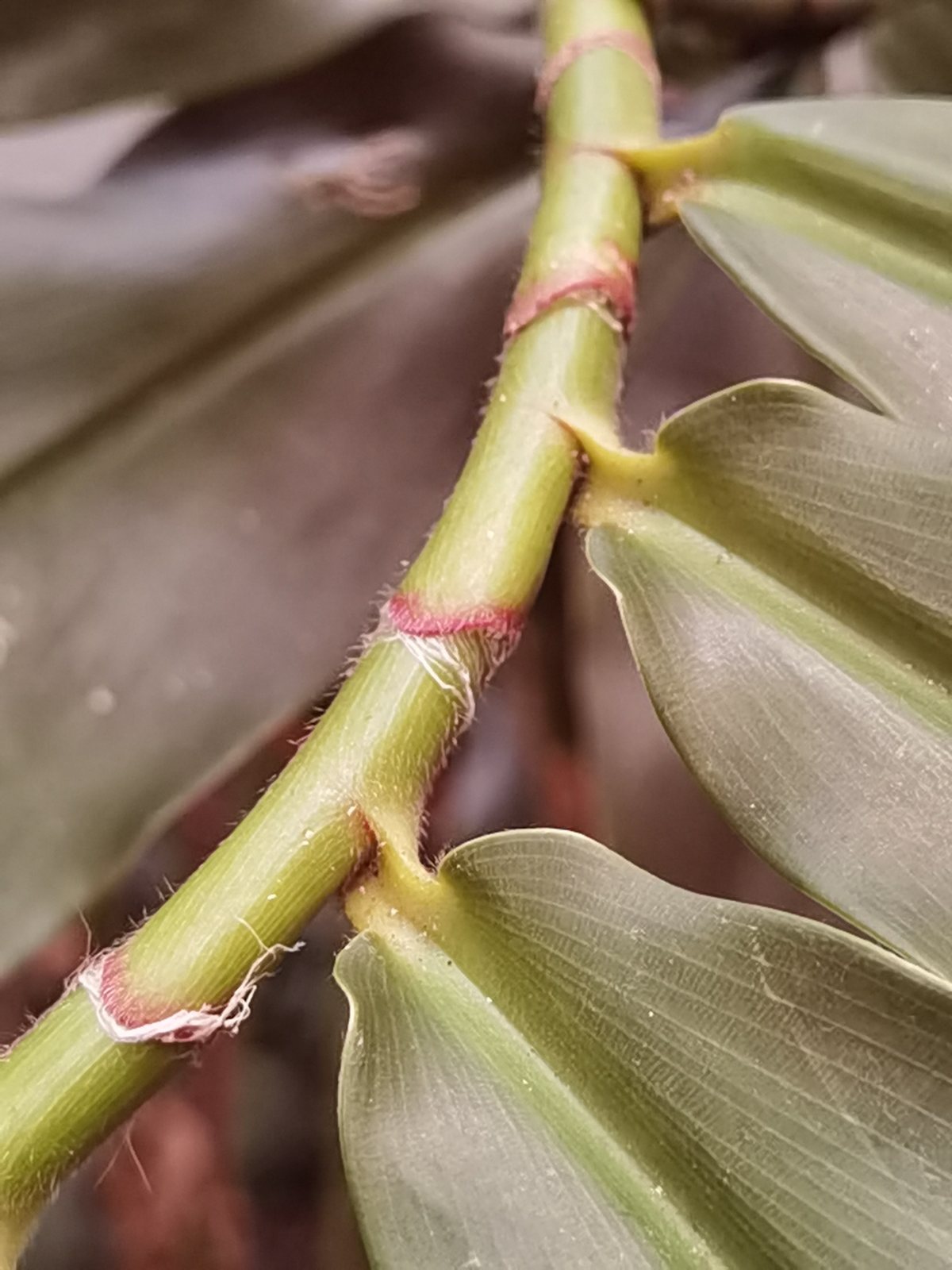 Spiral ginger
