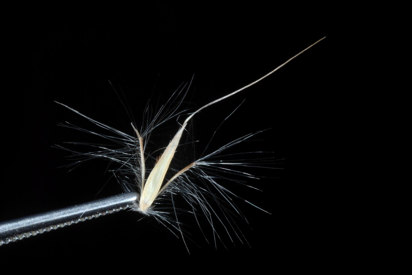 Split-beard bluestem