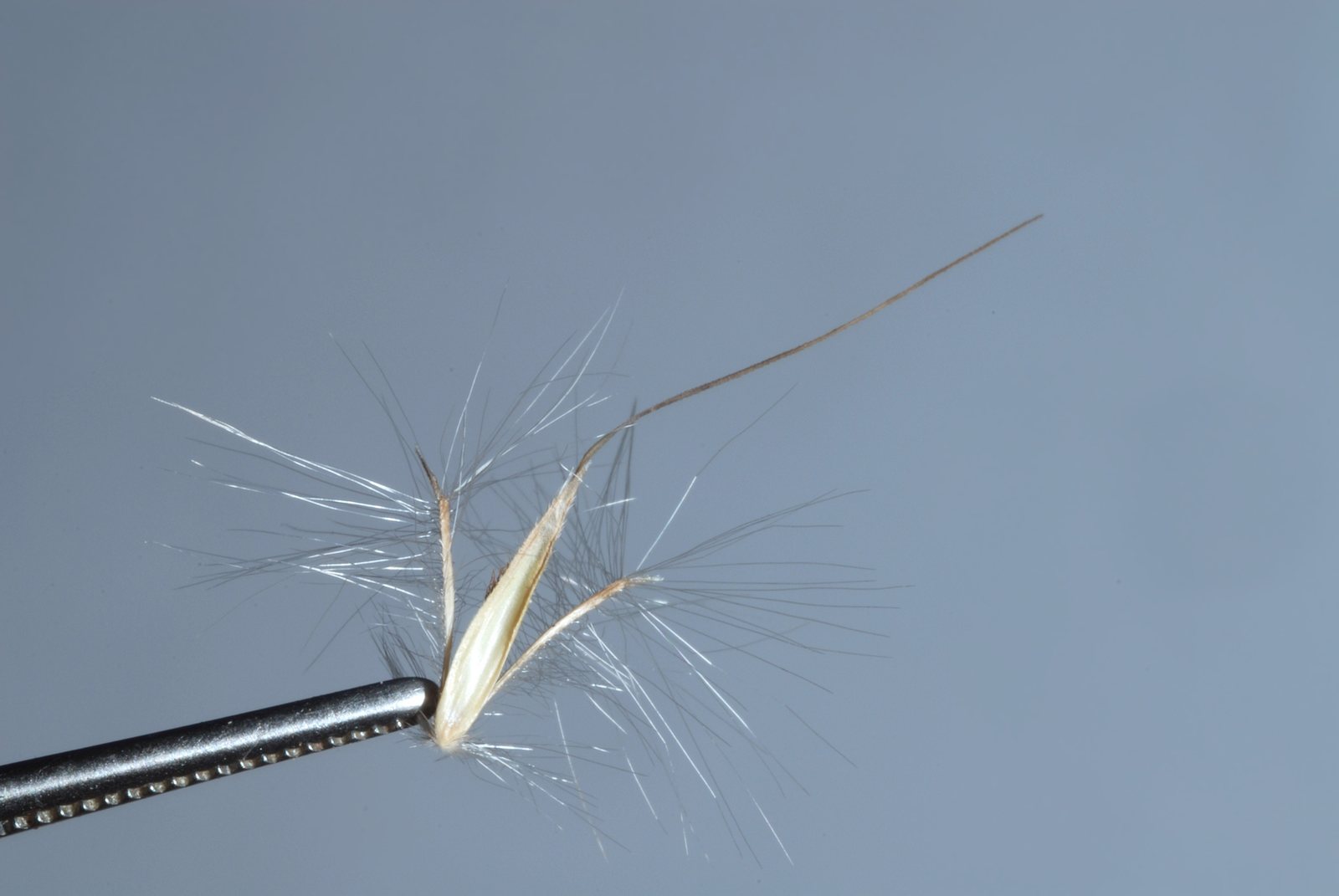 Split-beard bluestem