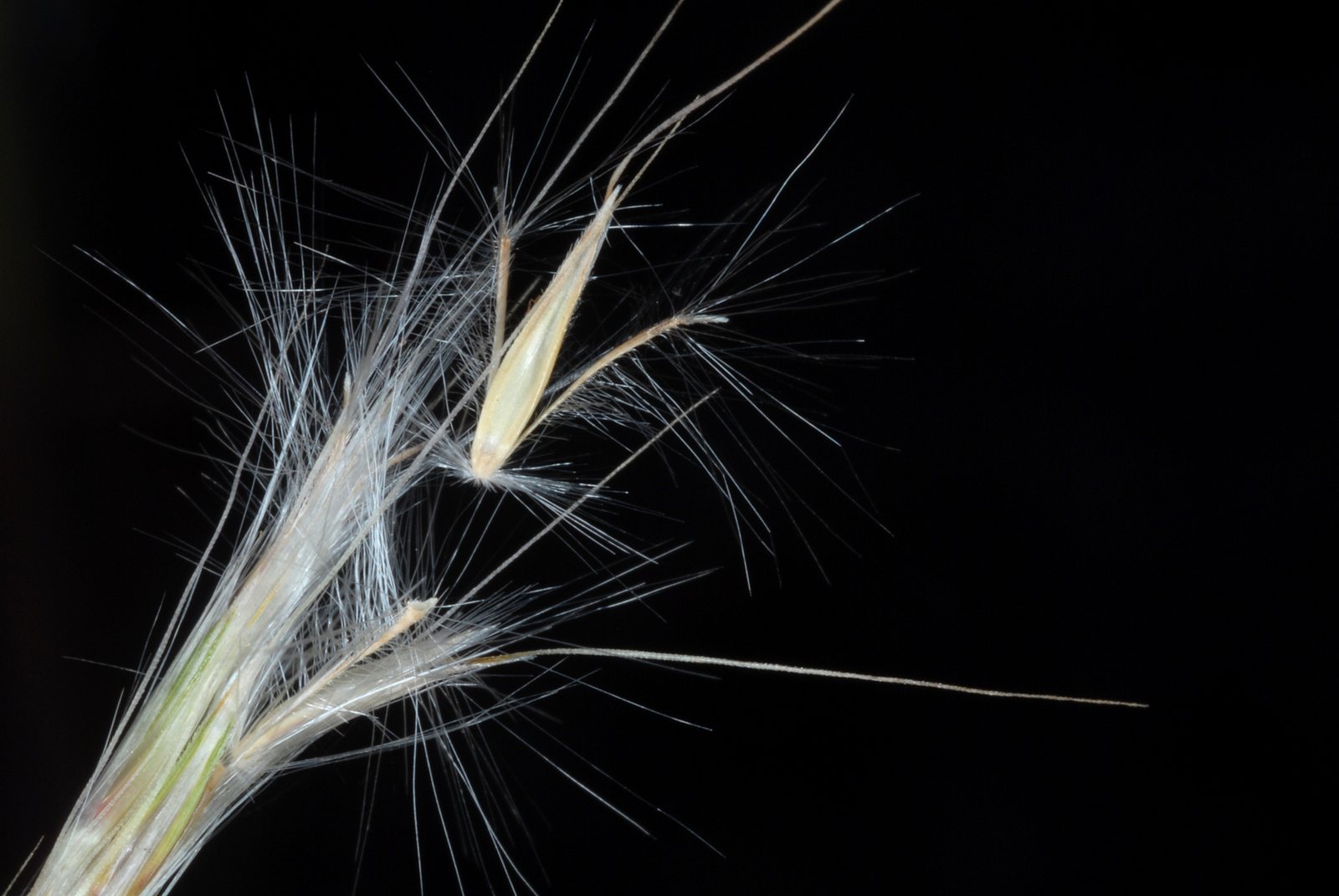 Split-beard bluestem