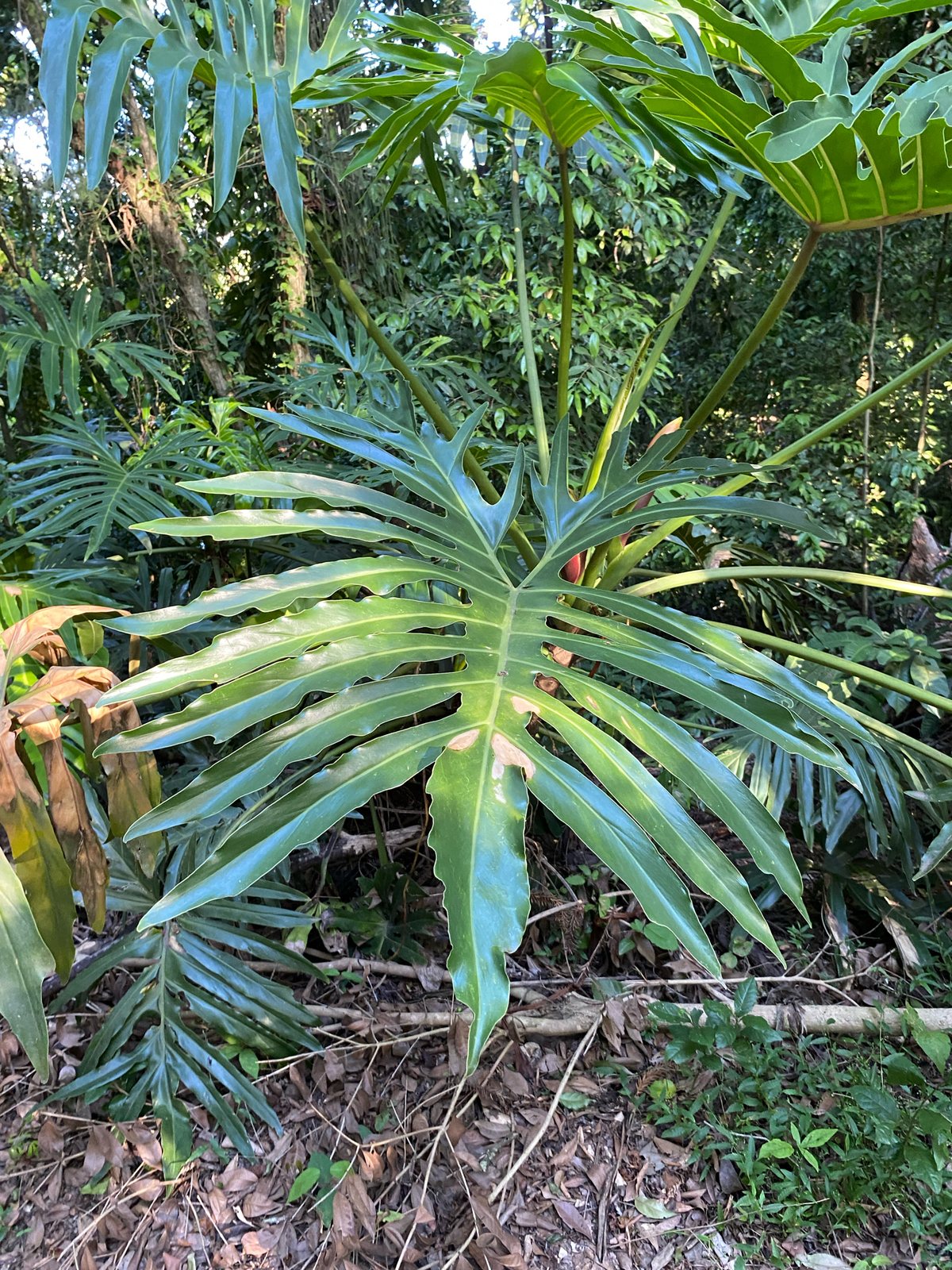 Split-leaf philodendron