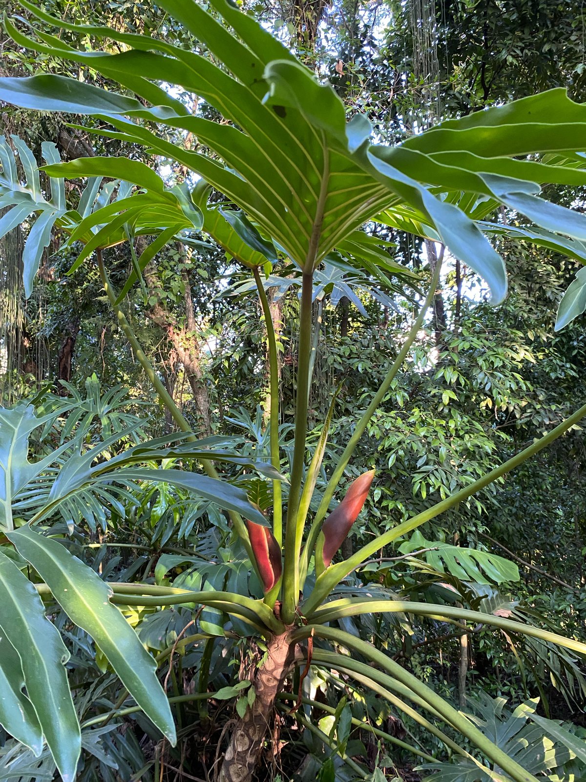 Split-leaf philodendron