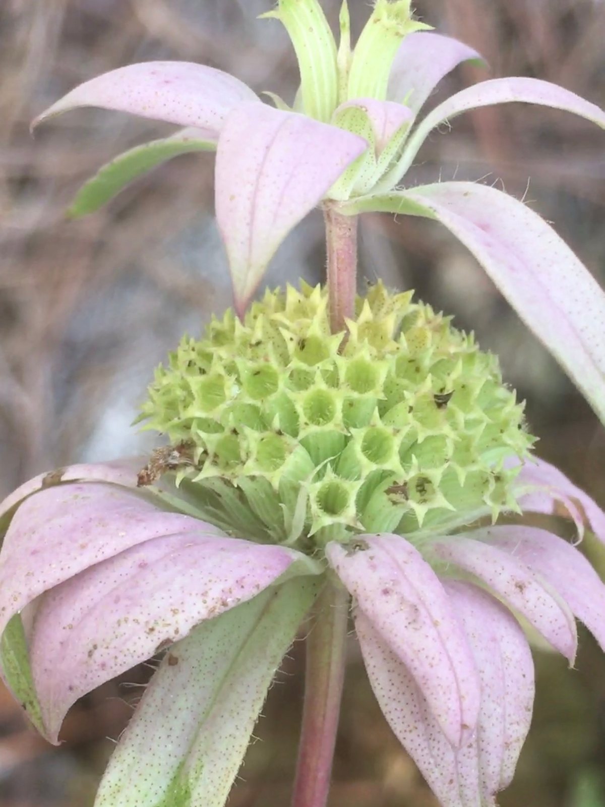 Spotted beebalm