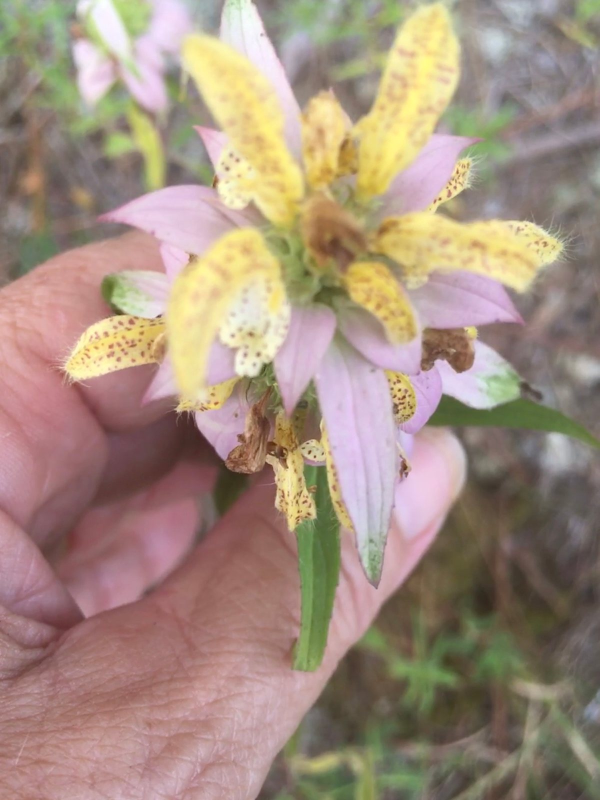 Spotted beebalm