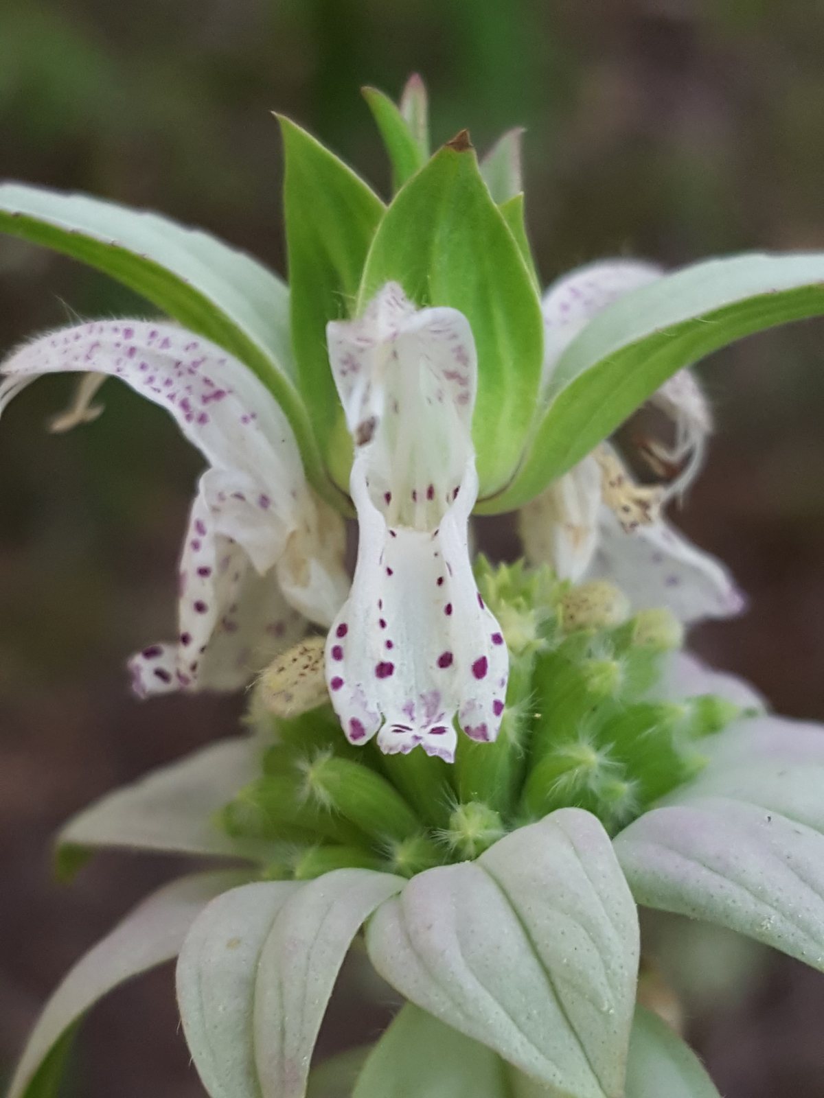 Spotted beebalm