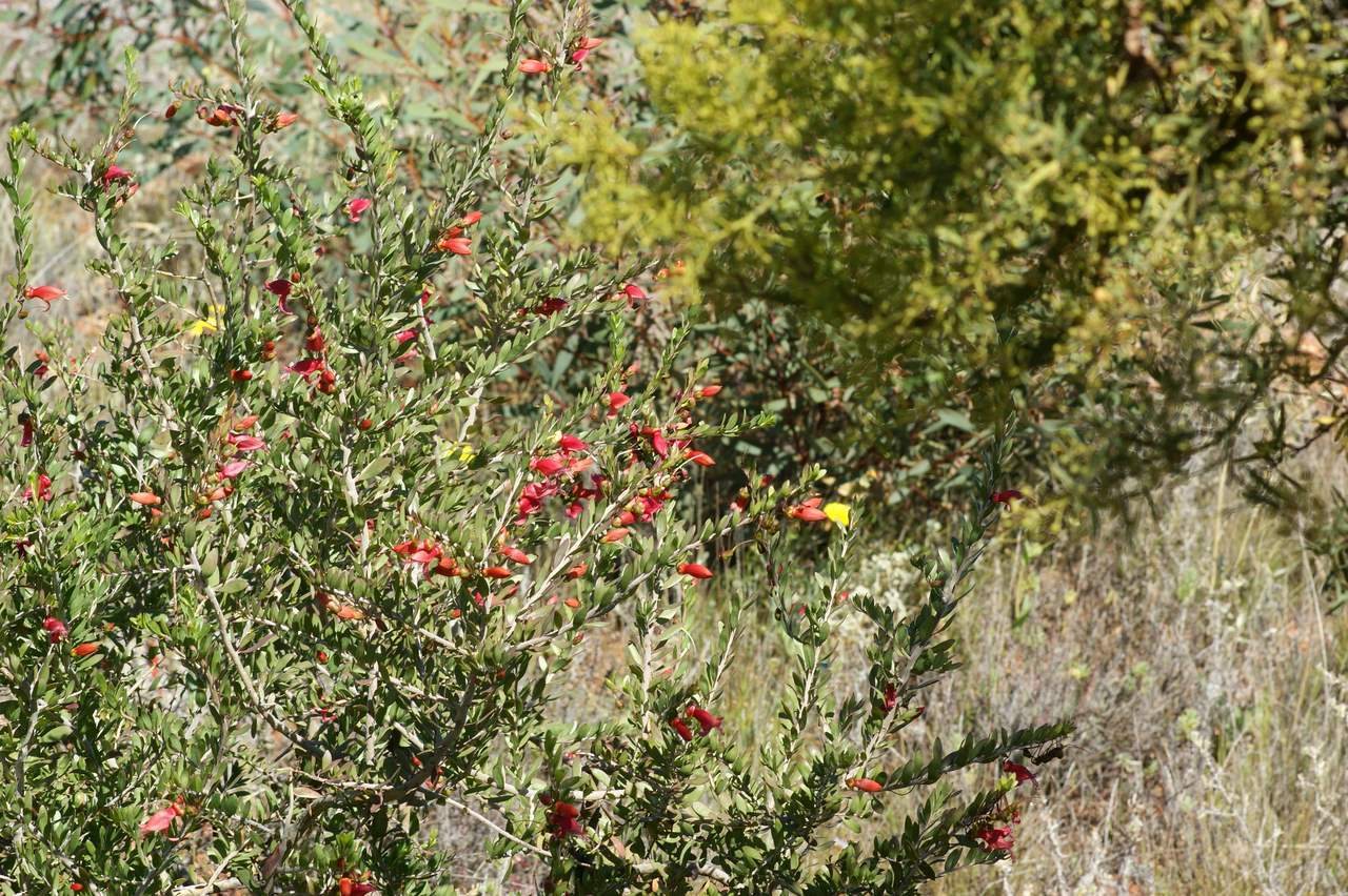 Spotted emu bush