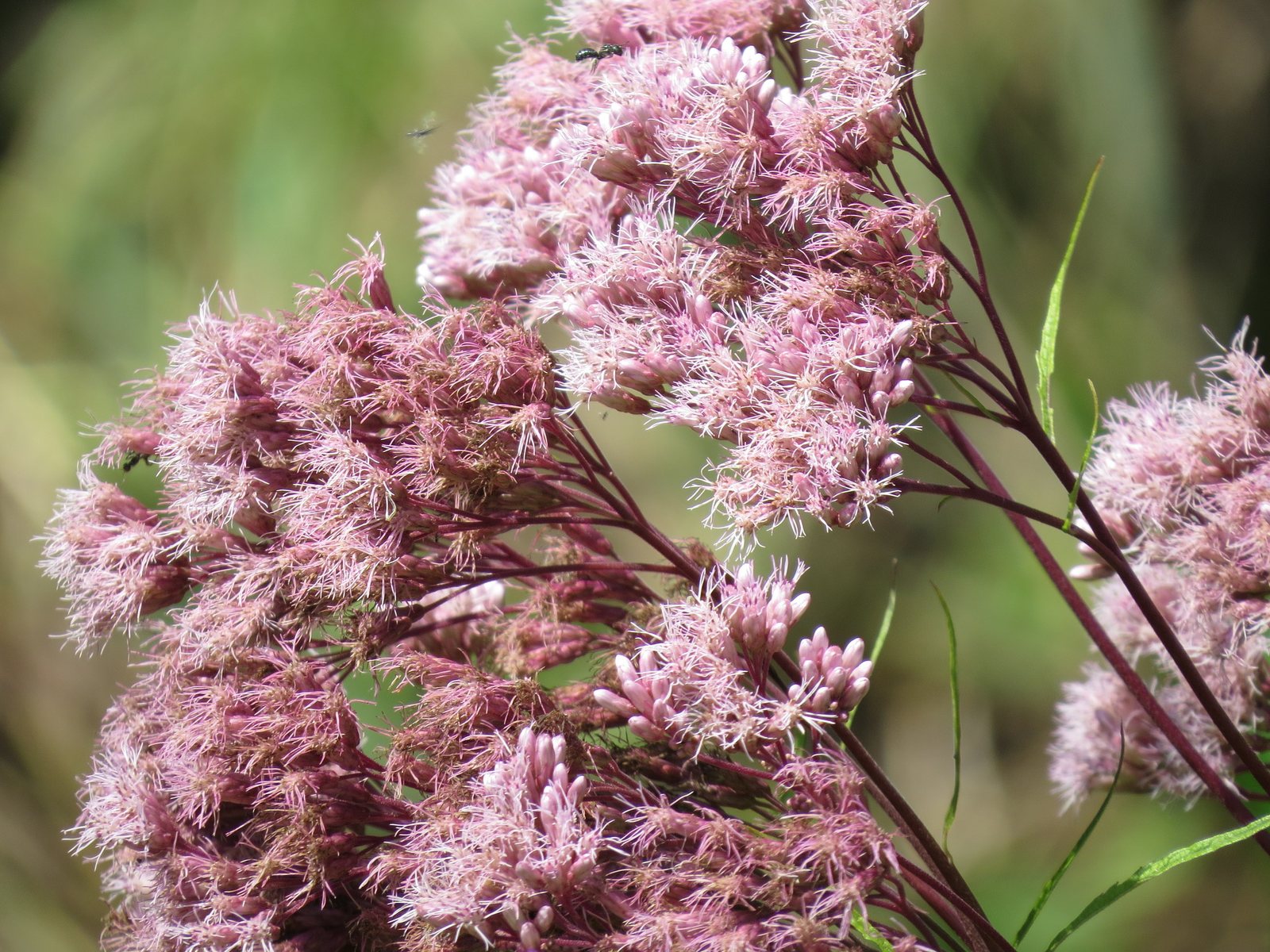 Spotted Joe-Pye weed