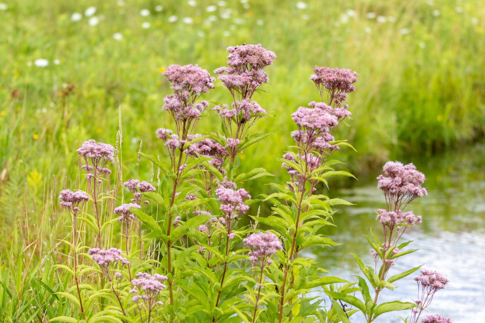 Spotted Joe-Pye weed