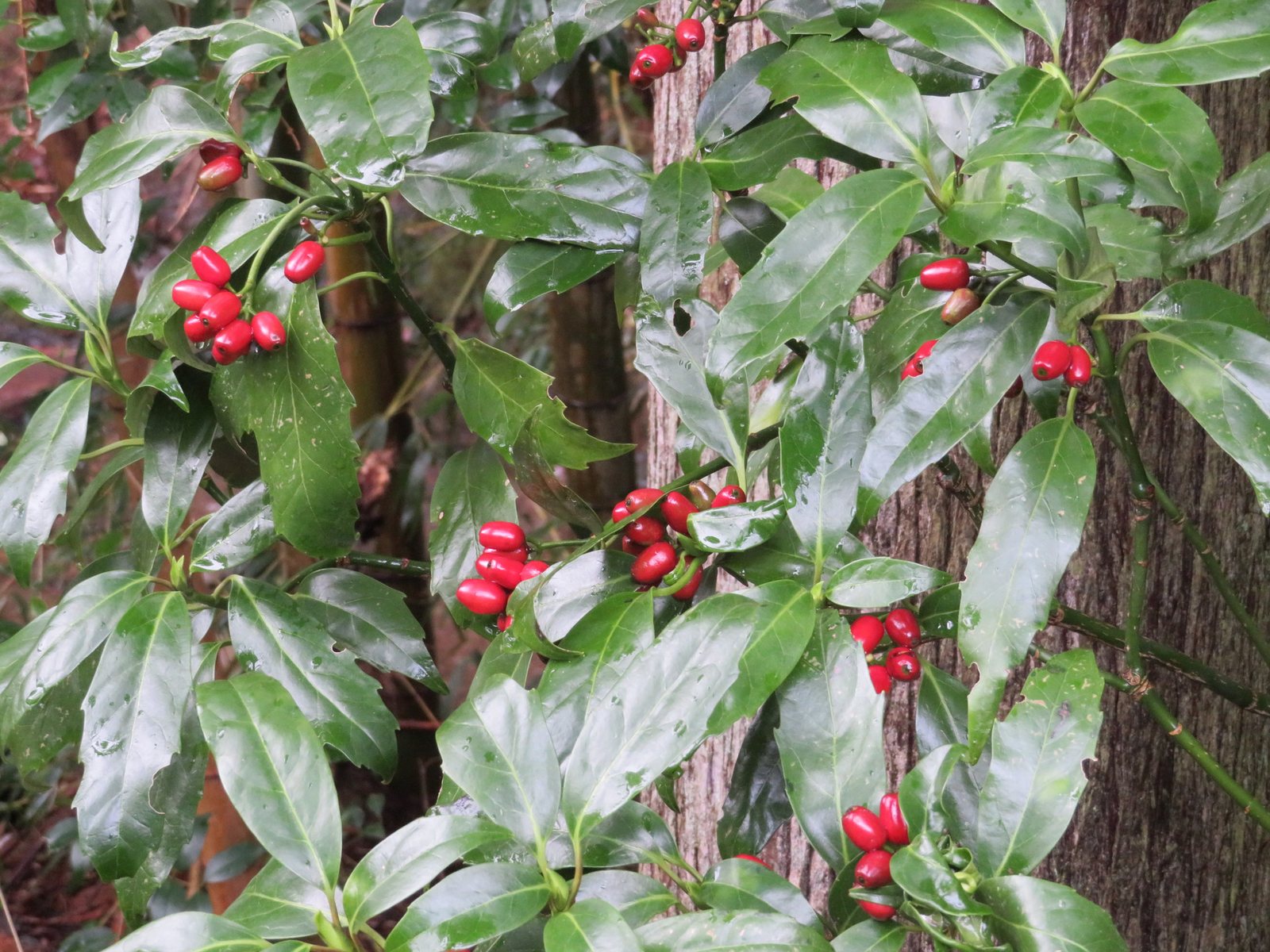 Spotted laurel