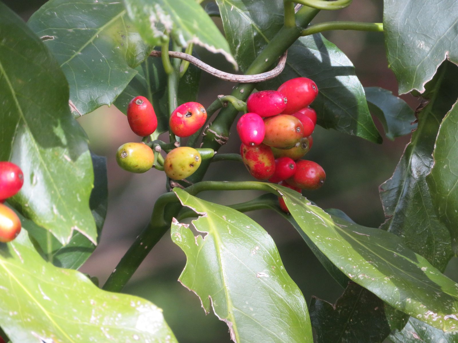 Spotted laurel