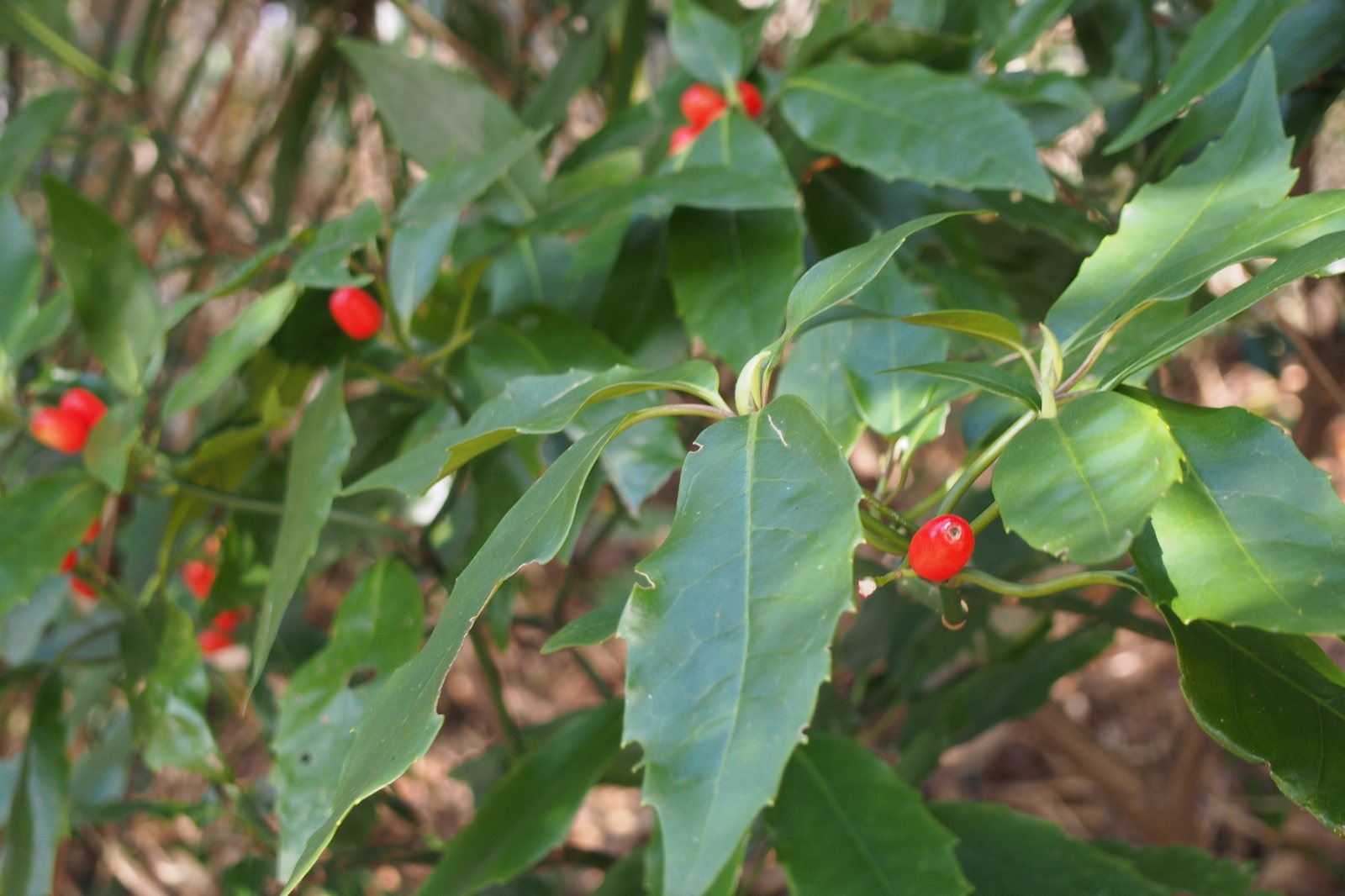 Spotted laurel