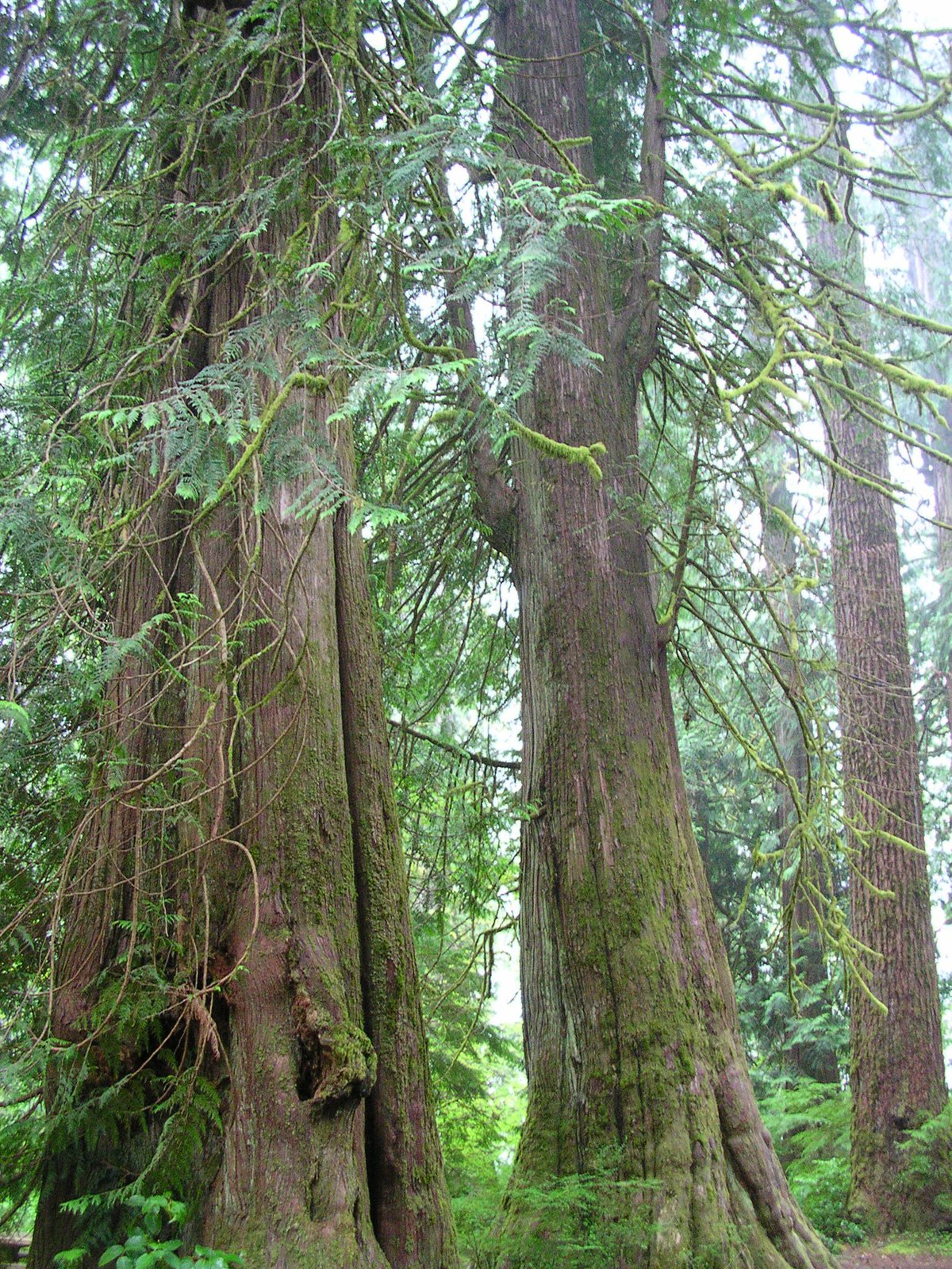Spring Grove arborvitae