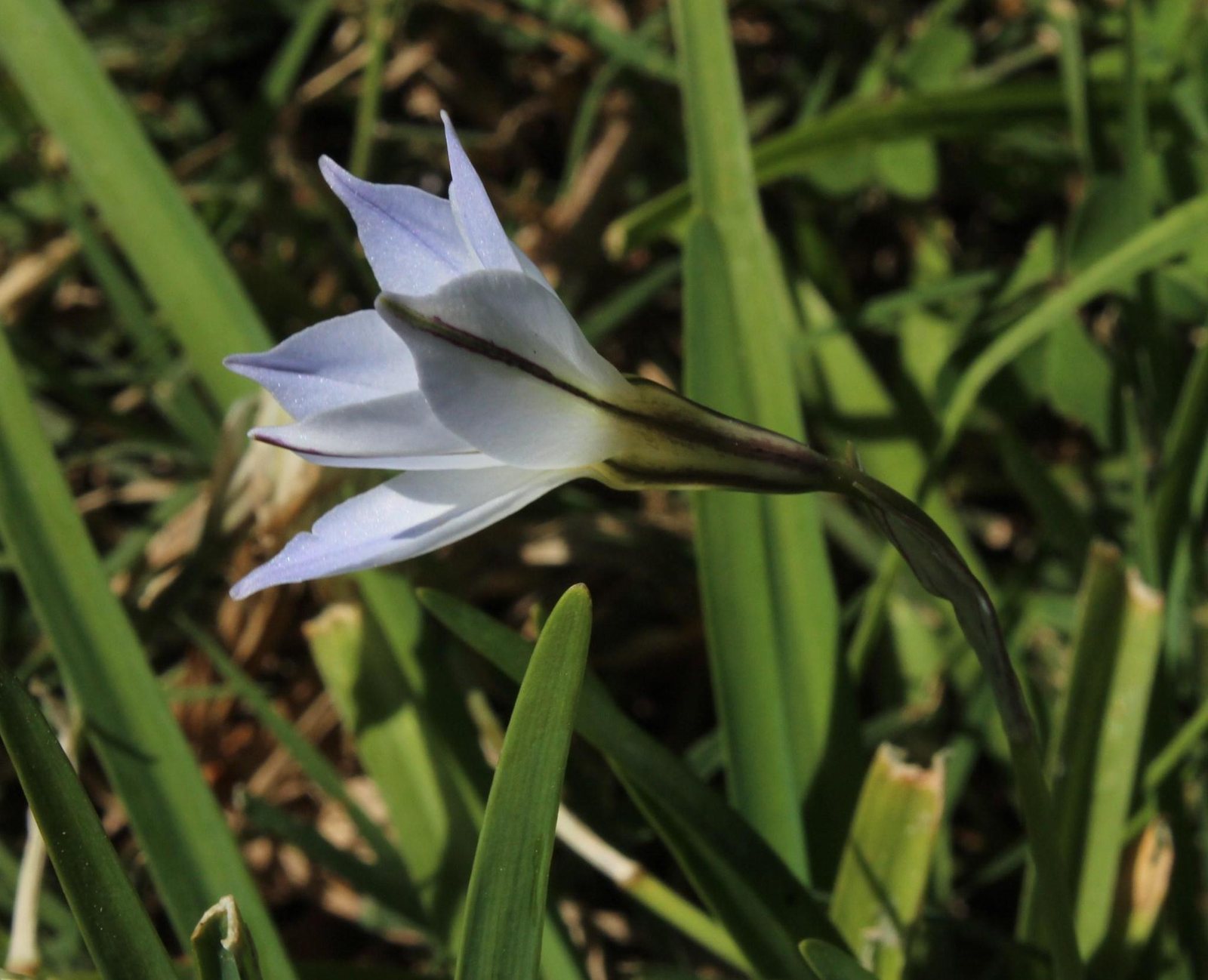 Spring starflower