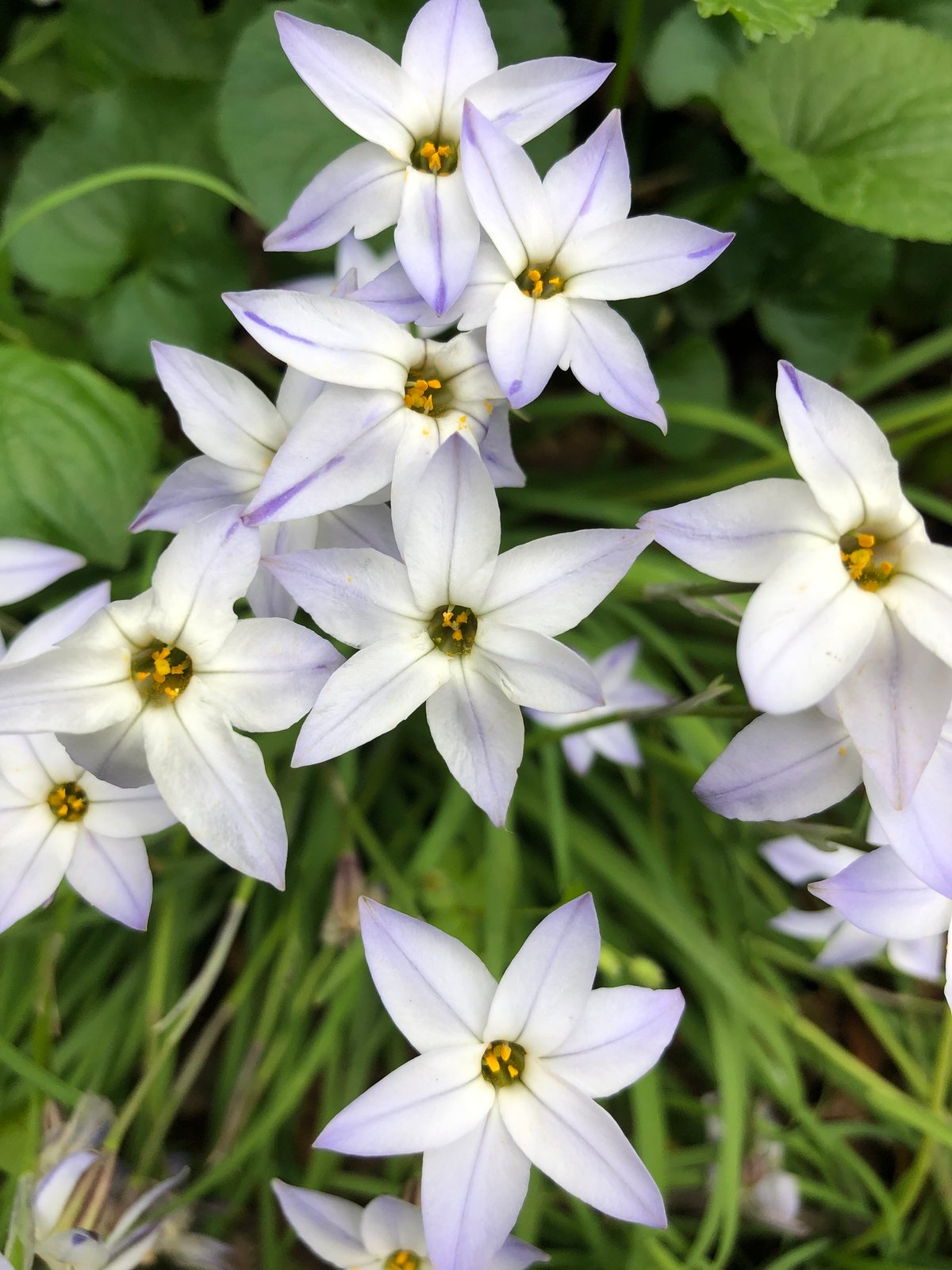 Spring starflower