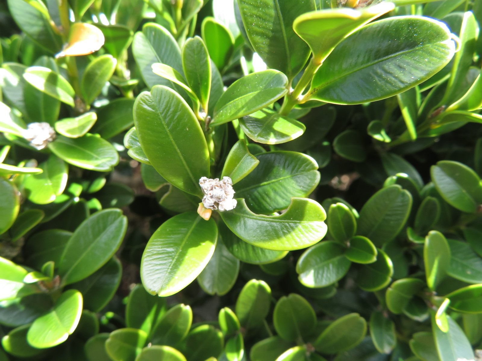 Sprinter boxwood