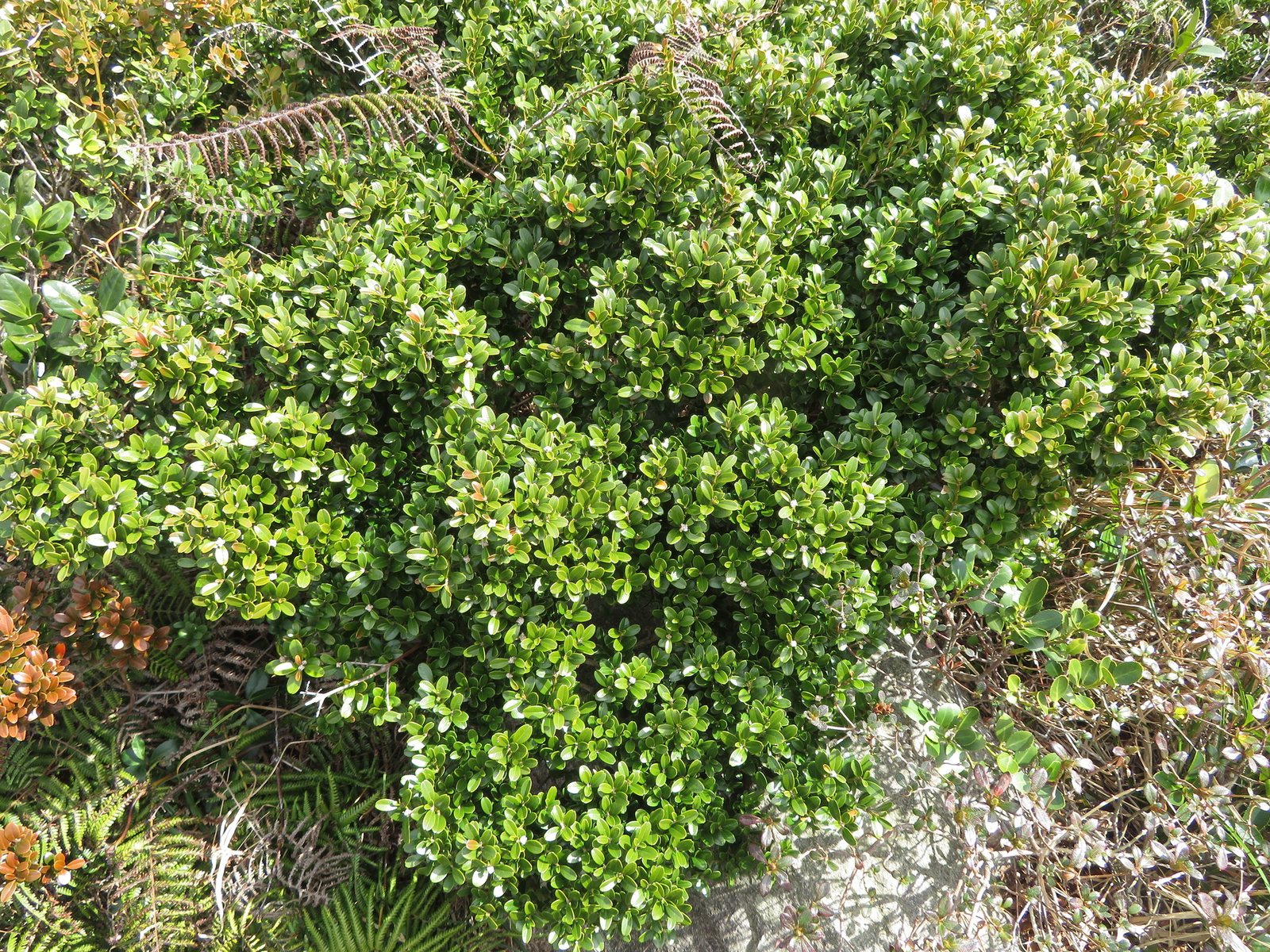 Sprinter boxwood