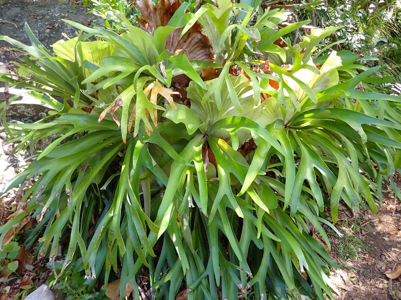 Staghorn fern