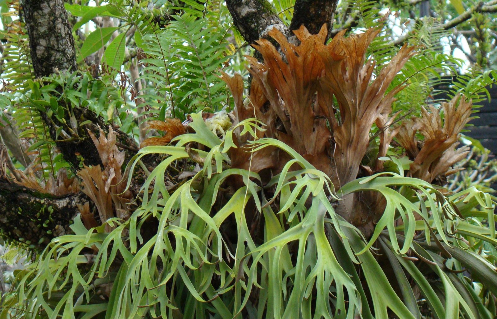 Staghorn fern
