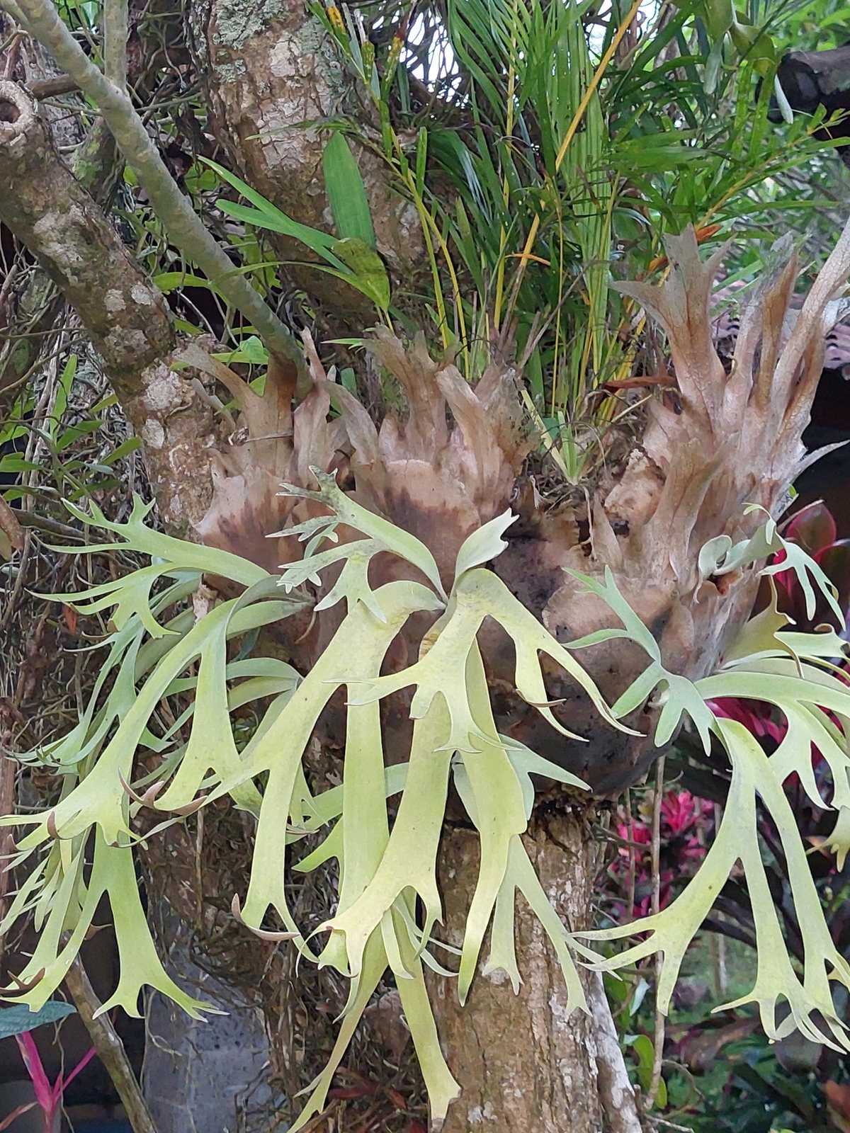 Staghorn fern