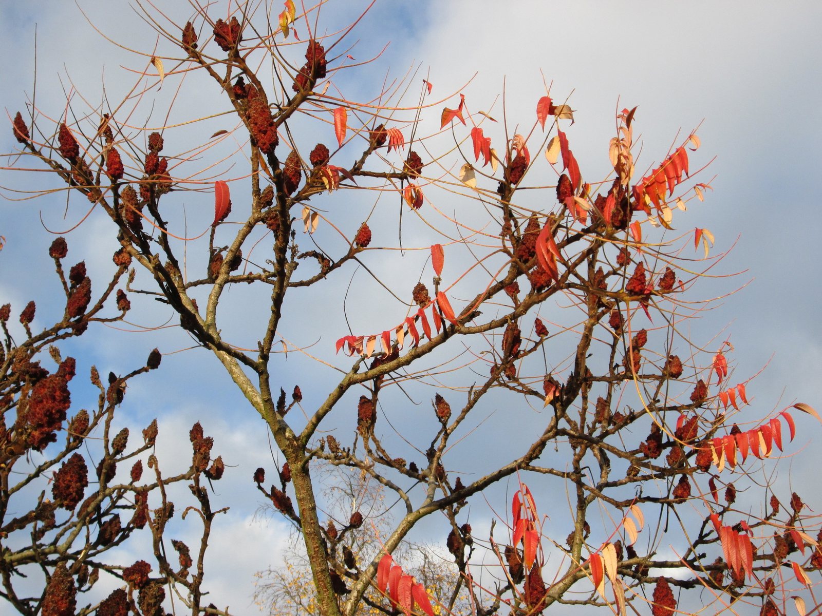 Staghorn sumac