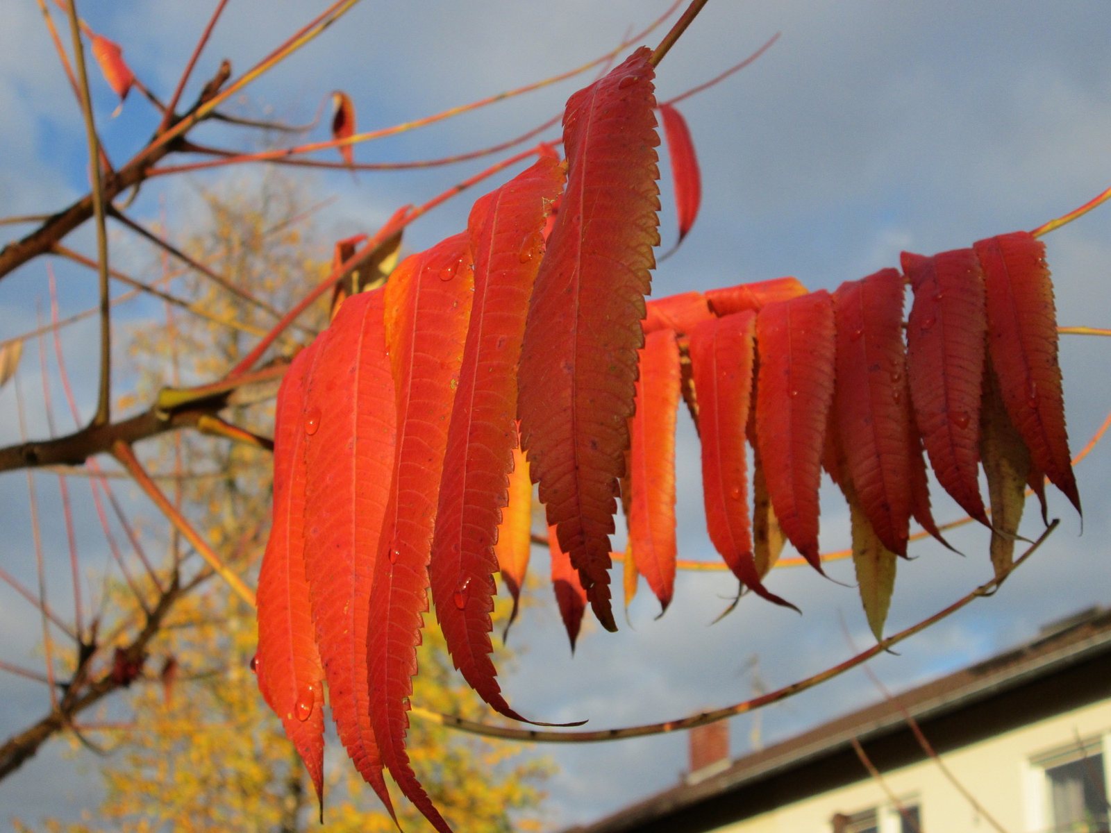 Staghorn sumac
