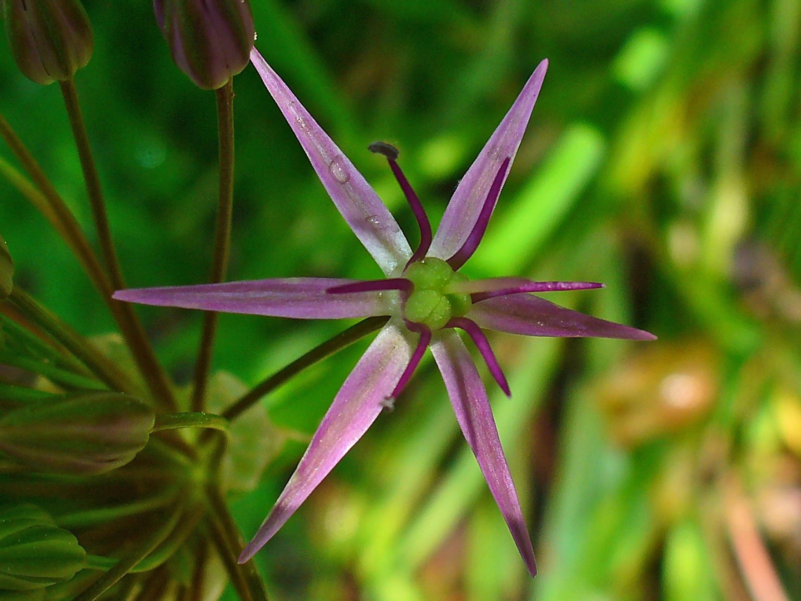 Star of Persia