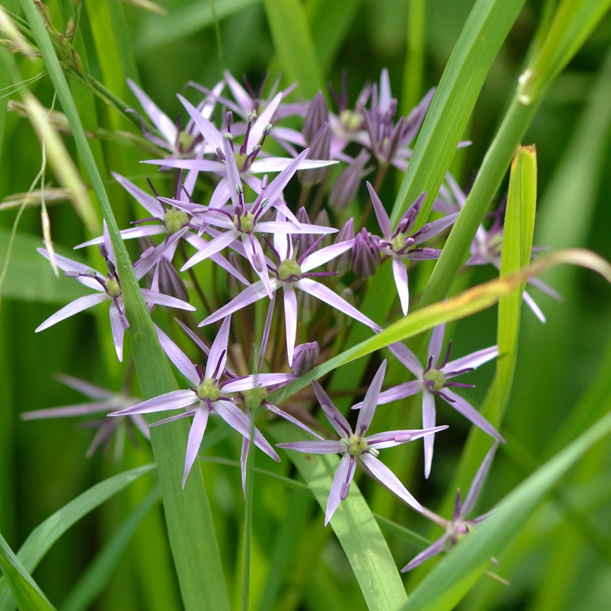 Star of Persia