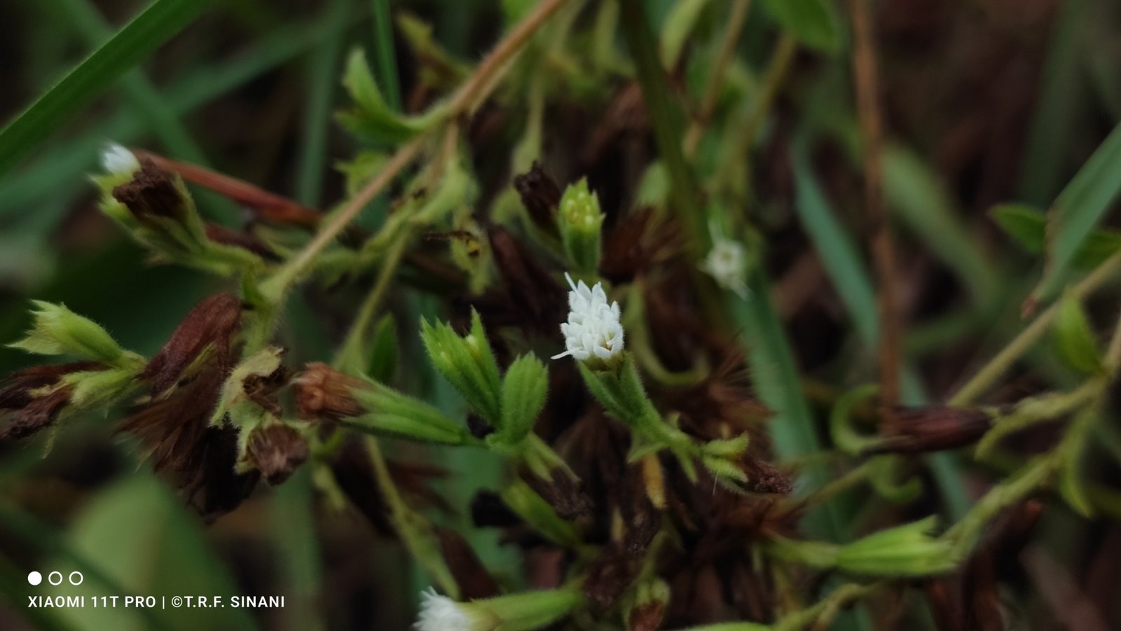 Stevia