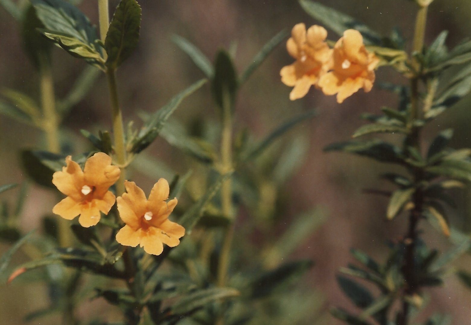 Sticky monkeyflower