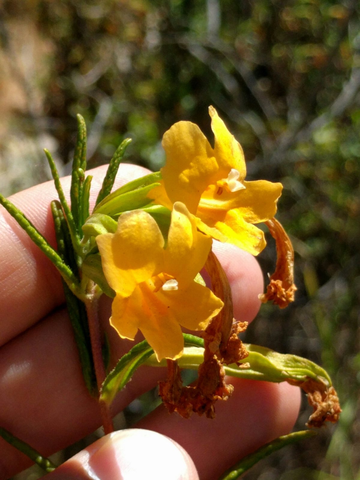 Sticky monkeyflower