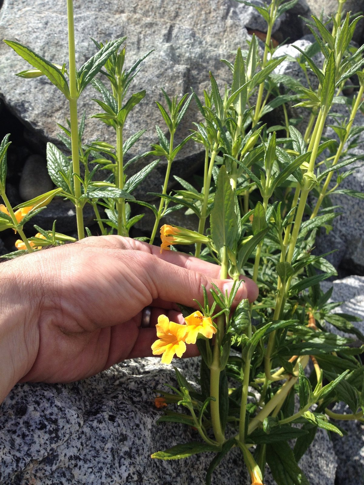 Sticky monkeyflower