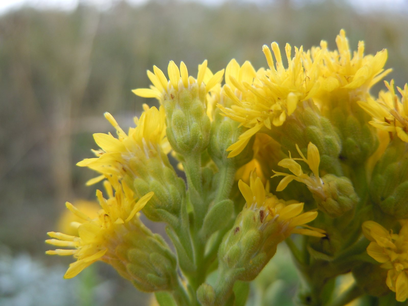 Stiff goldenrod