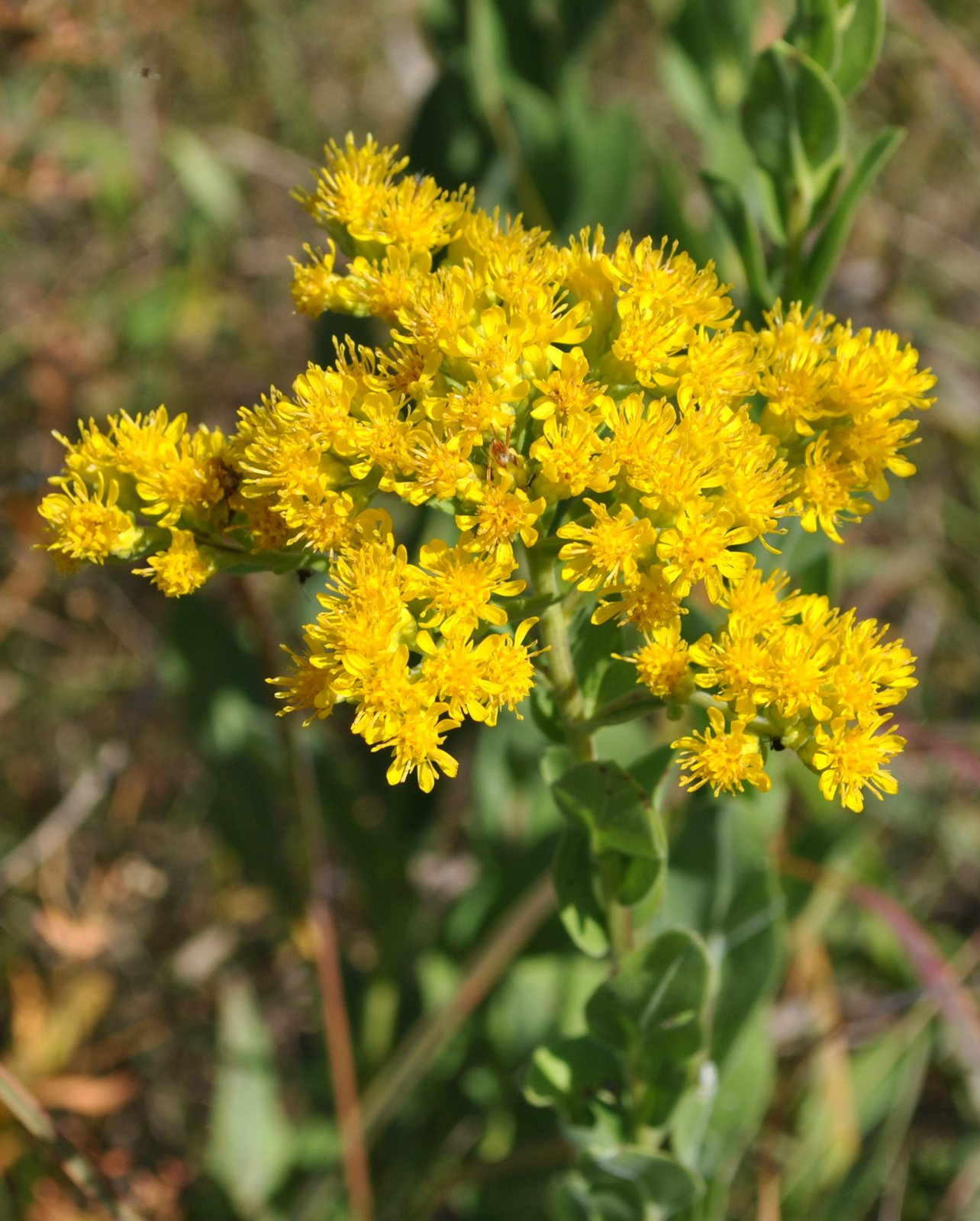 Stiff goldenrod