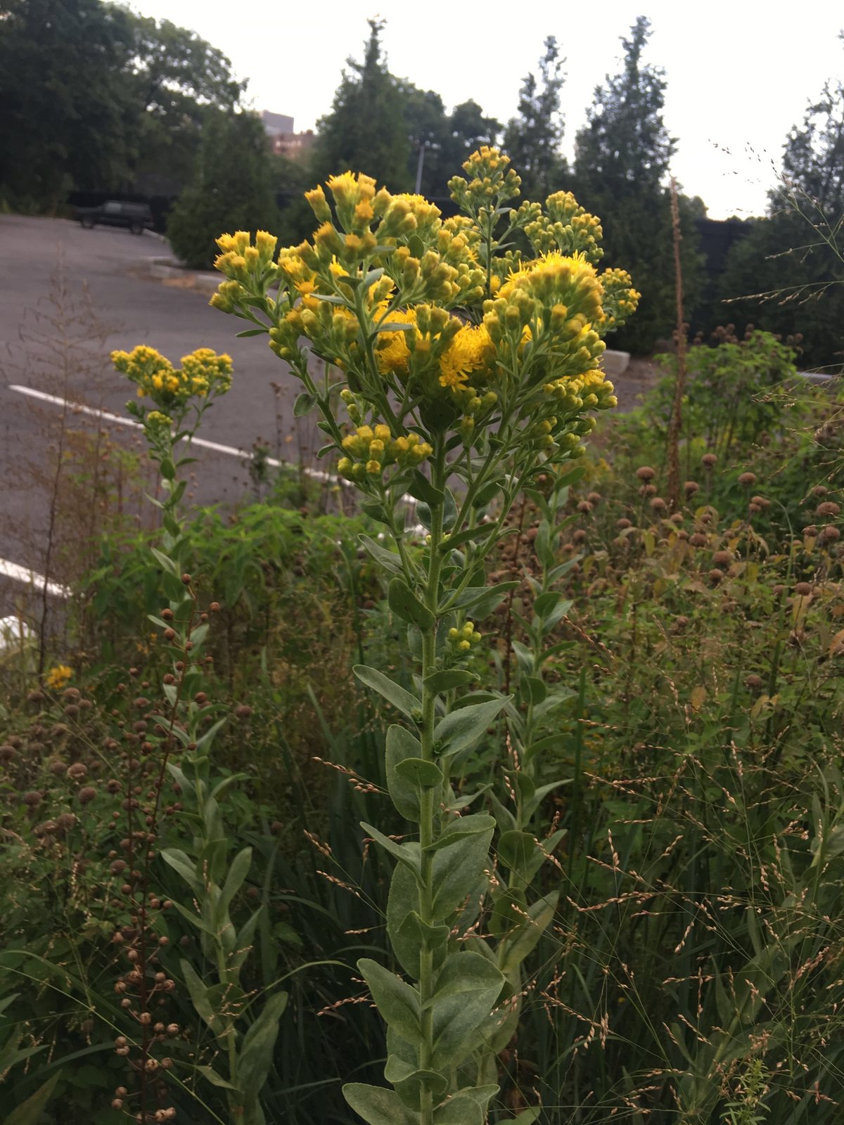 Stiff goldenrod