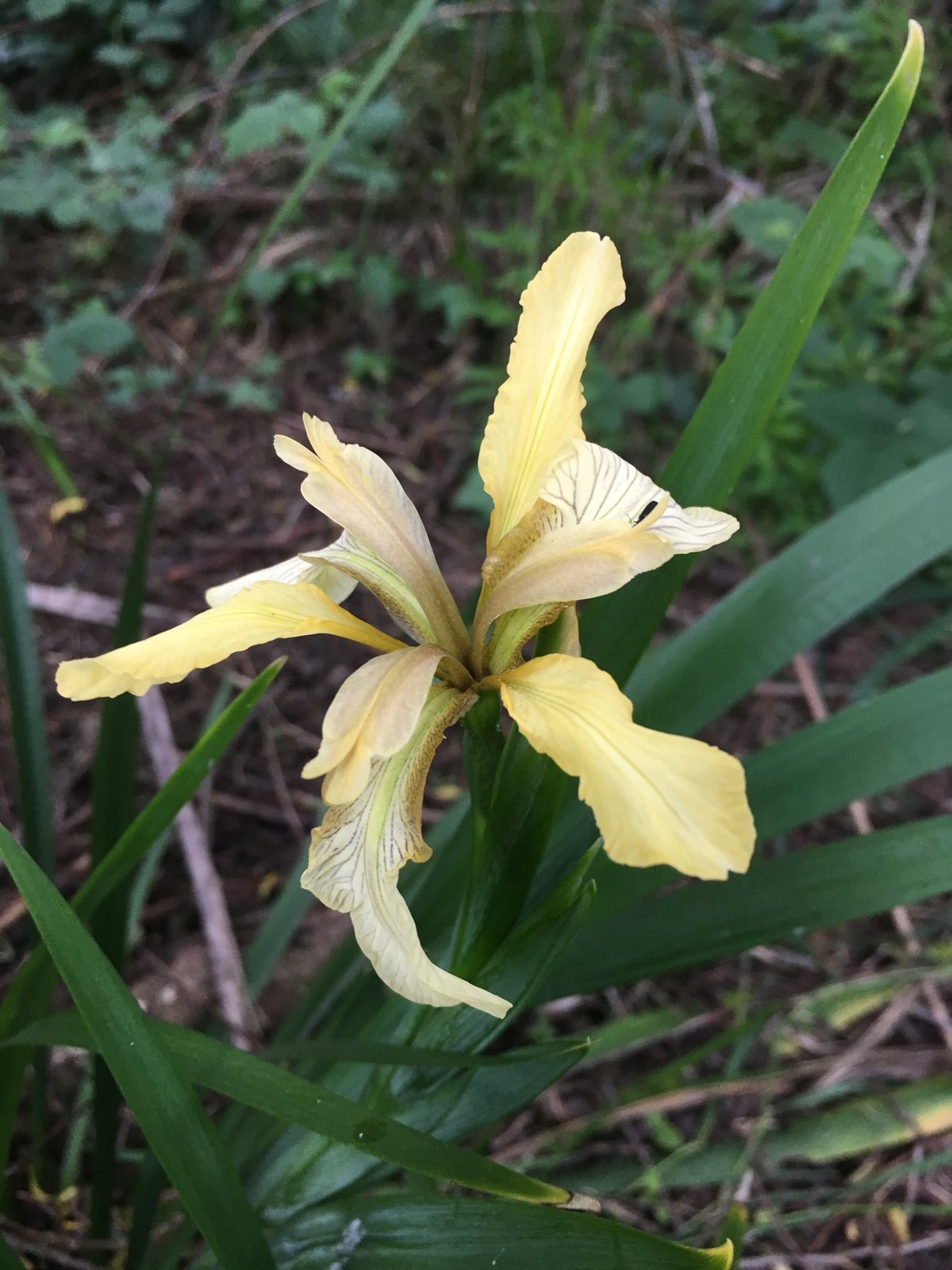 Stinking iris