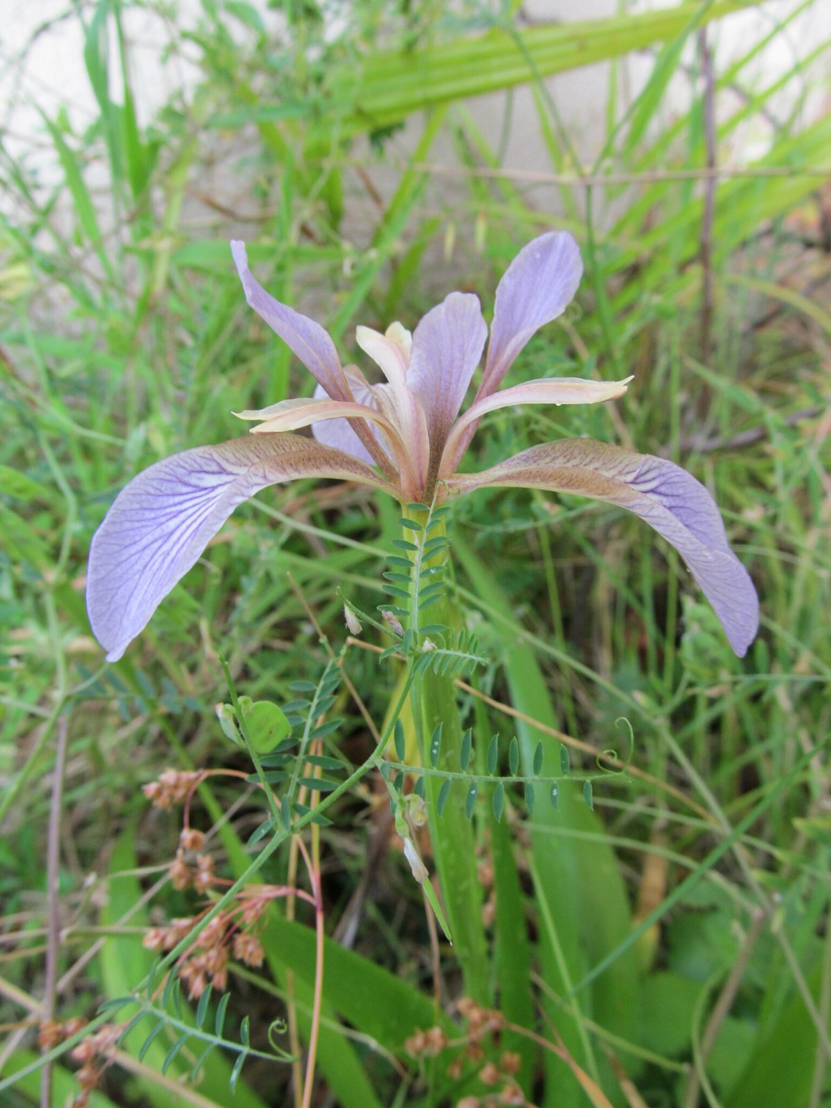 Stinking iris