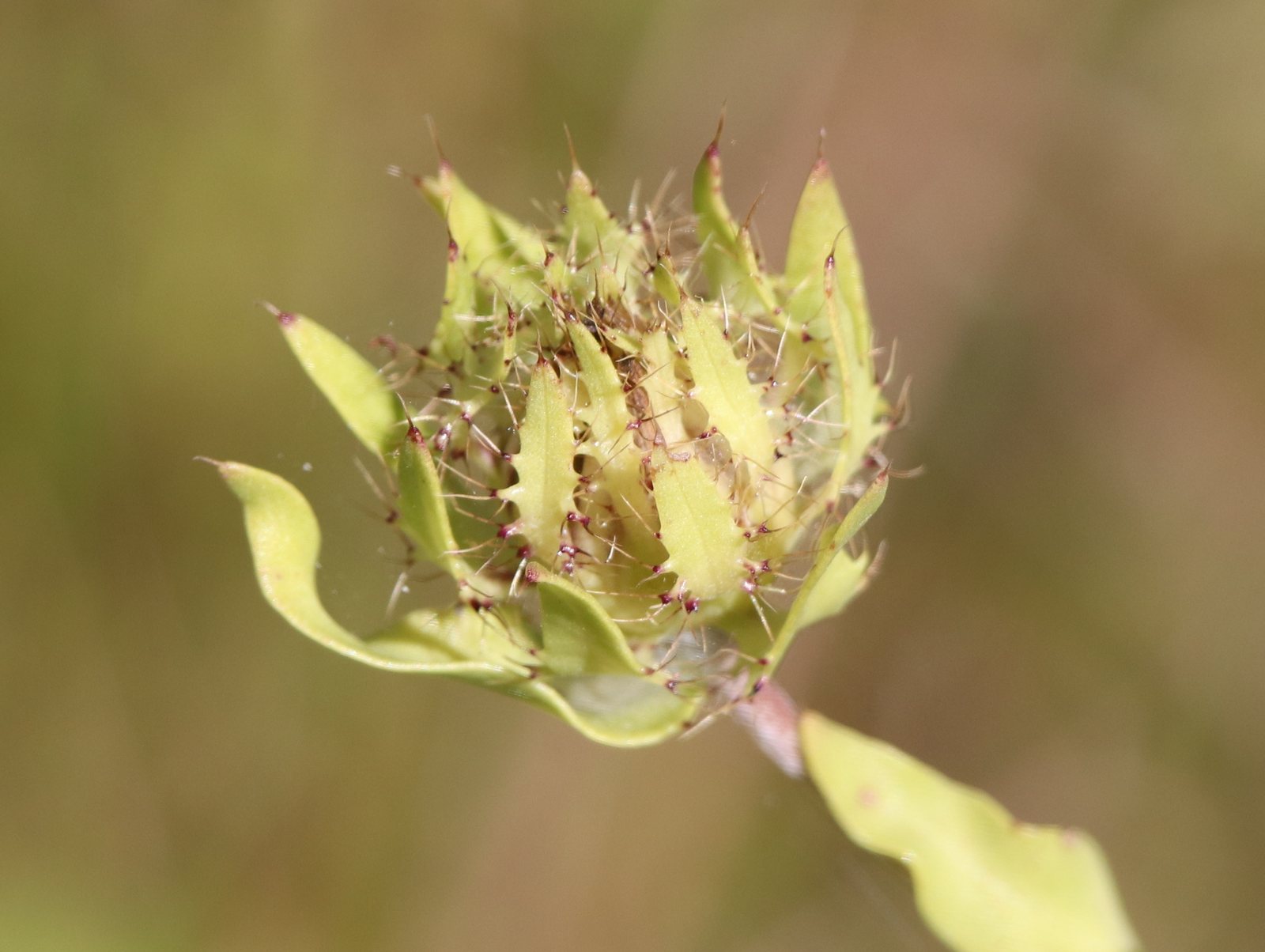 Stokes' aster