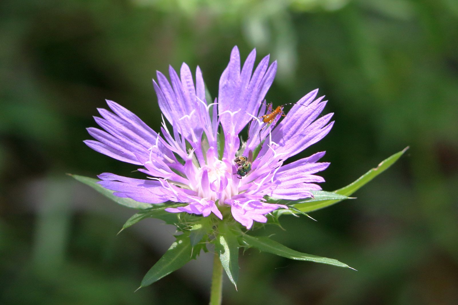 Stokes' aster