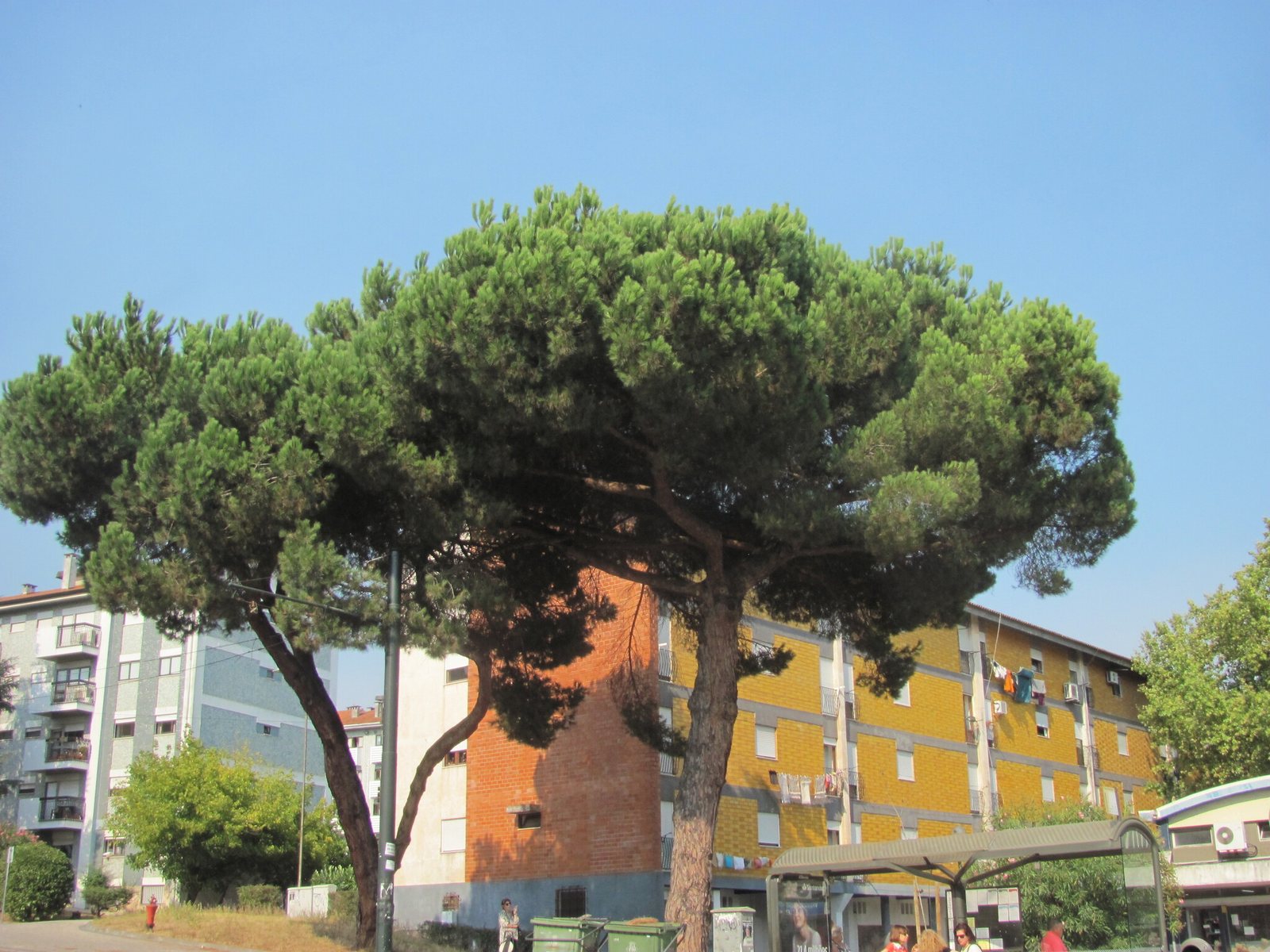Stone pine
