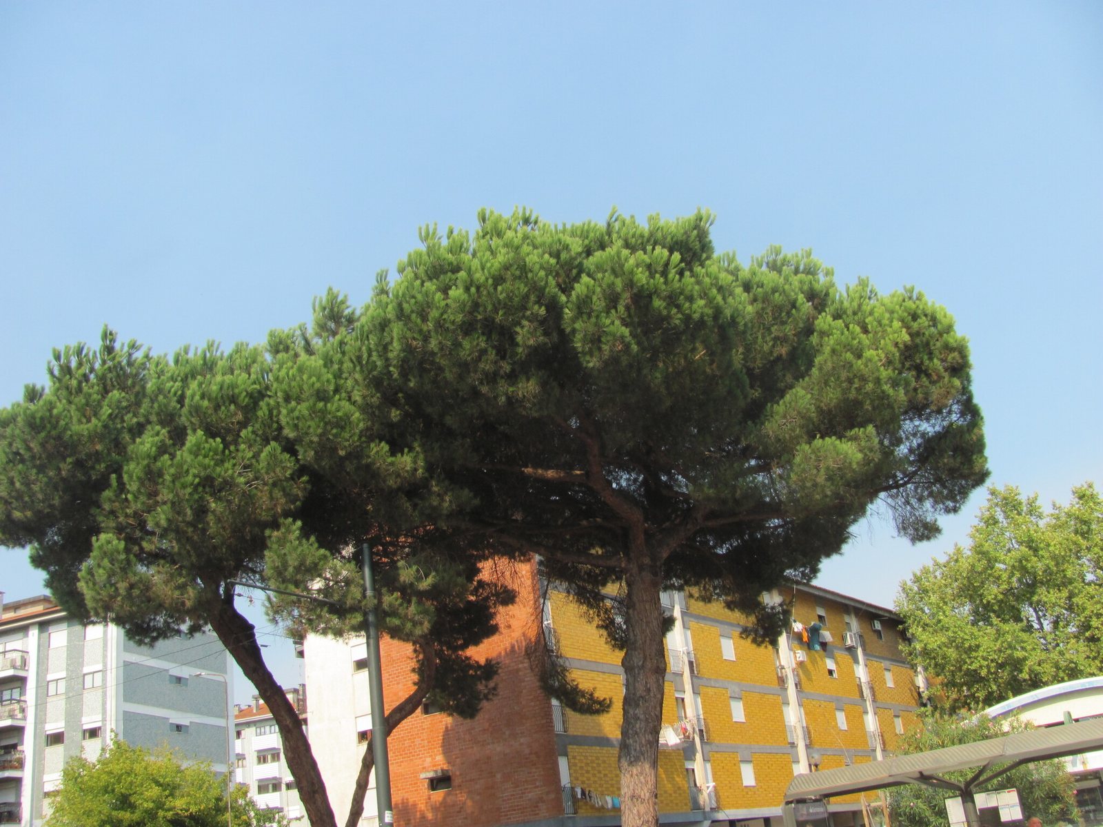 Stone pine